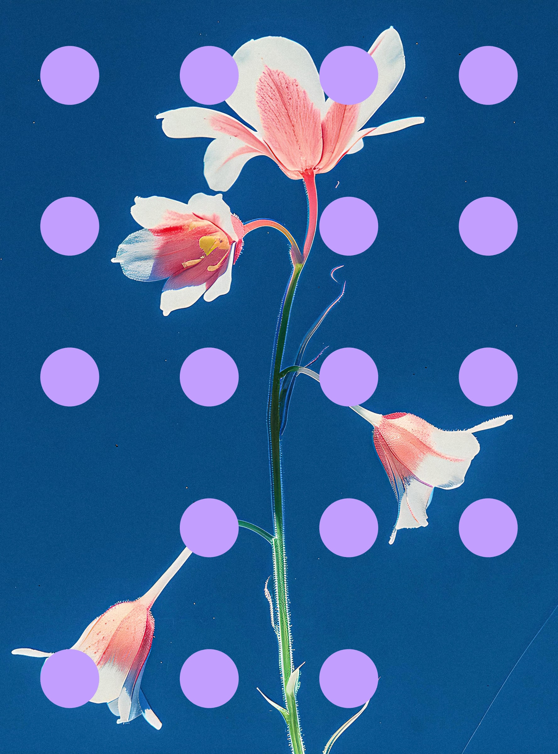 Flore Perdue #29000009