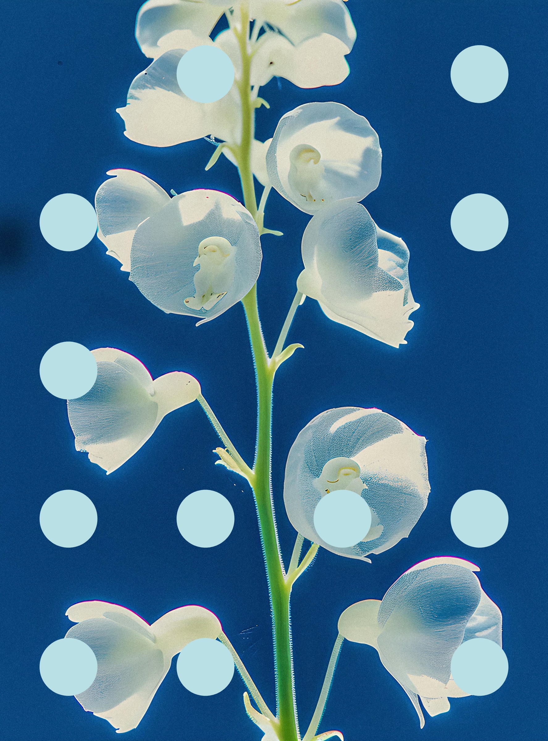 Flore Perdue #29000011