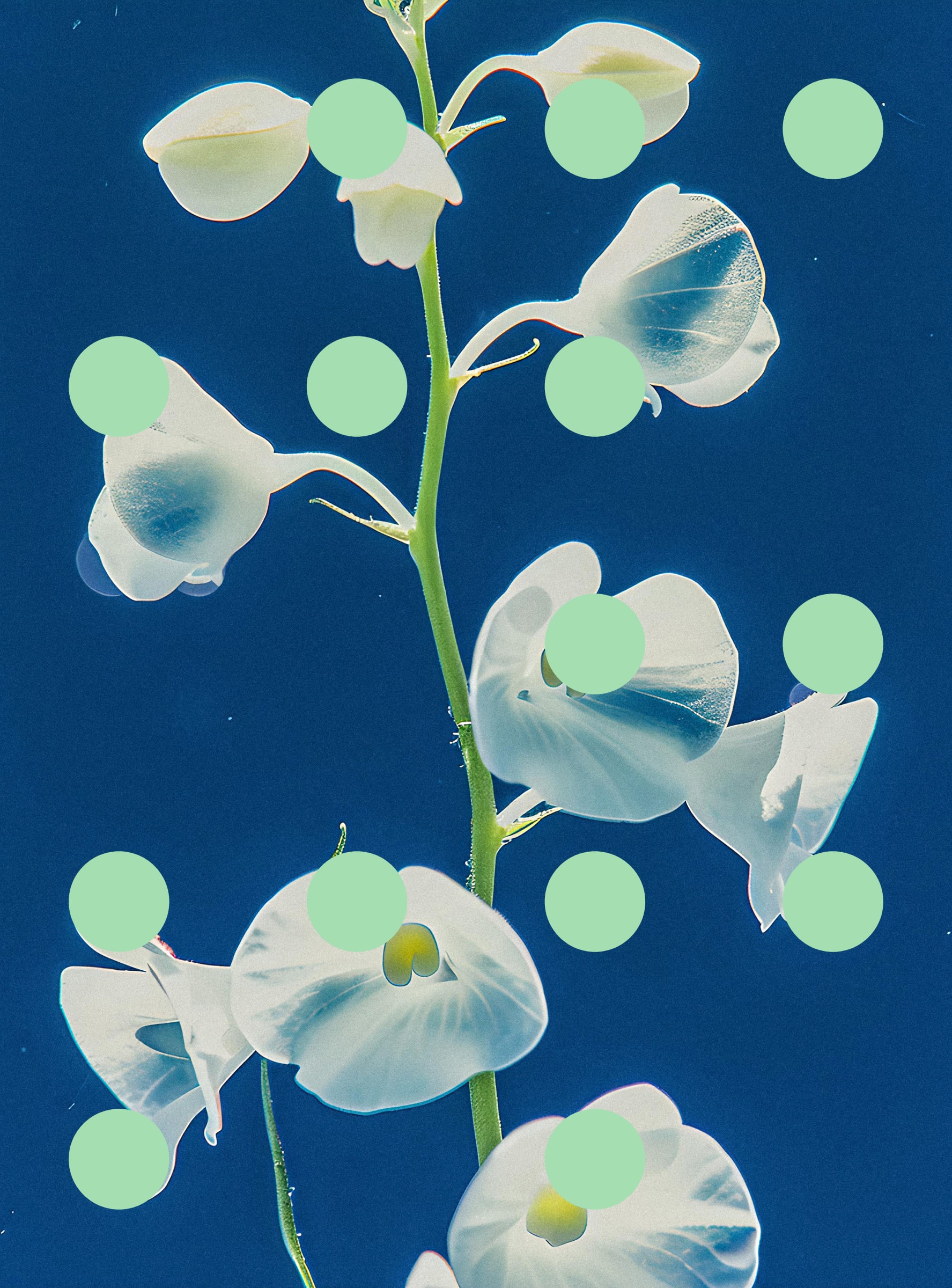 Flore Perdue #29000019