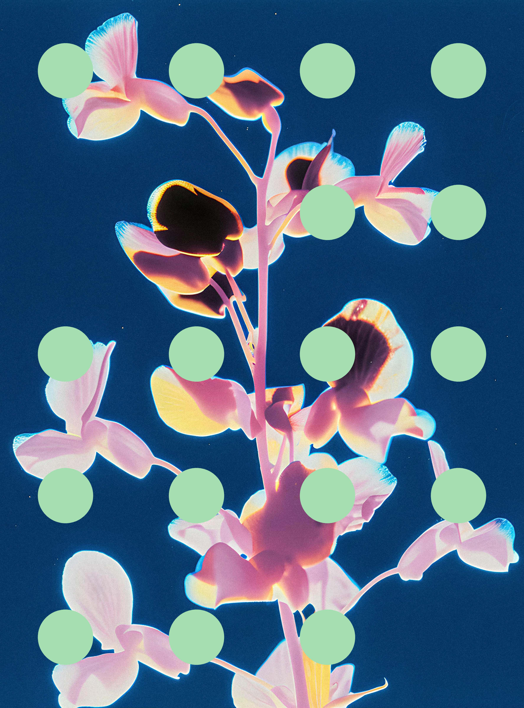 Flore Perdue #29000020