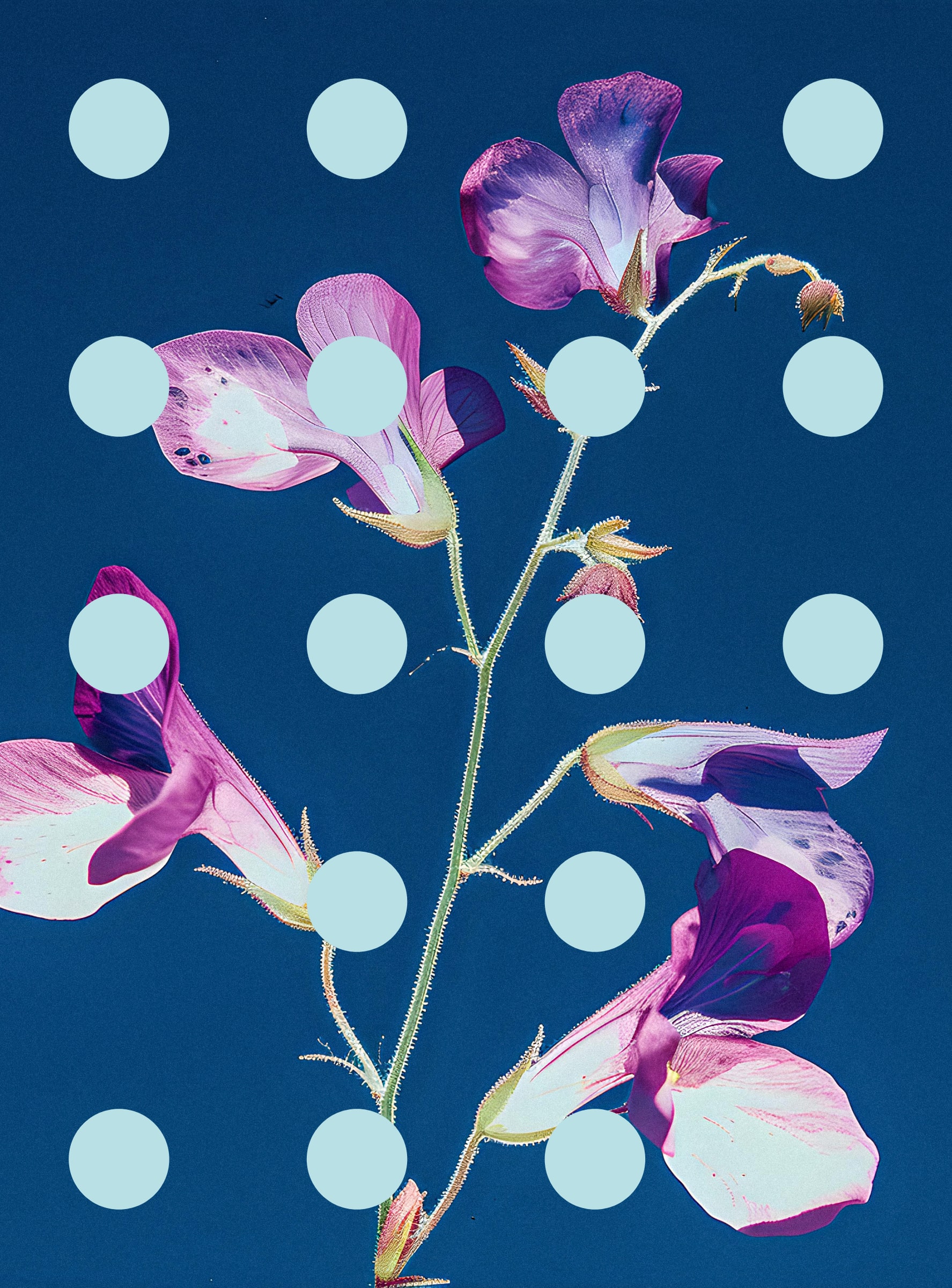 Flore Perdue #29000021
