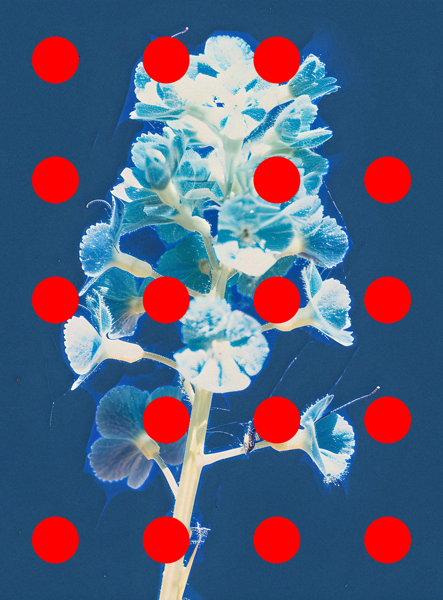 Flore Perdue #29000022