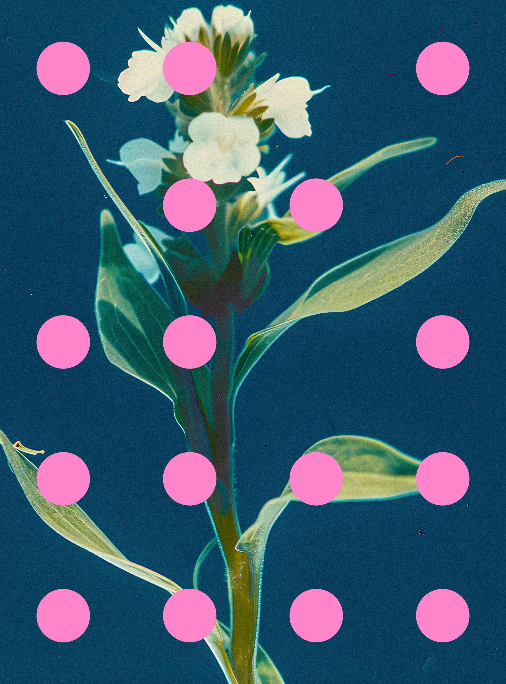 Flore Perdue #29000023