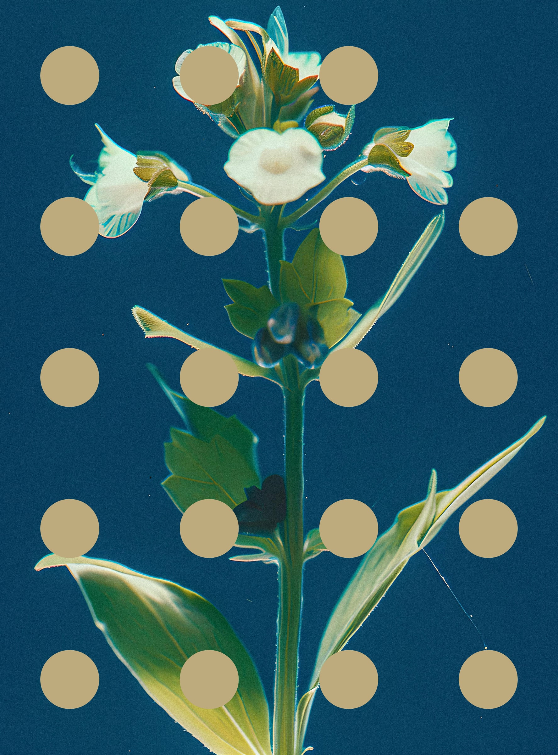 Flore Perdue #29000031
