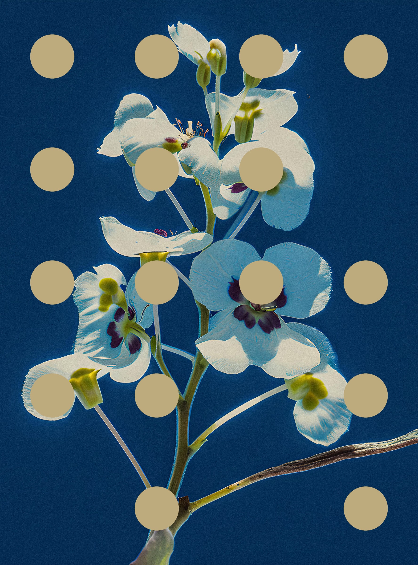 Flore Perdue #29000035