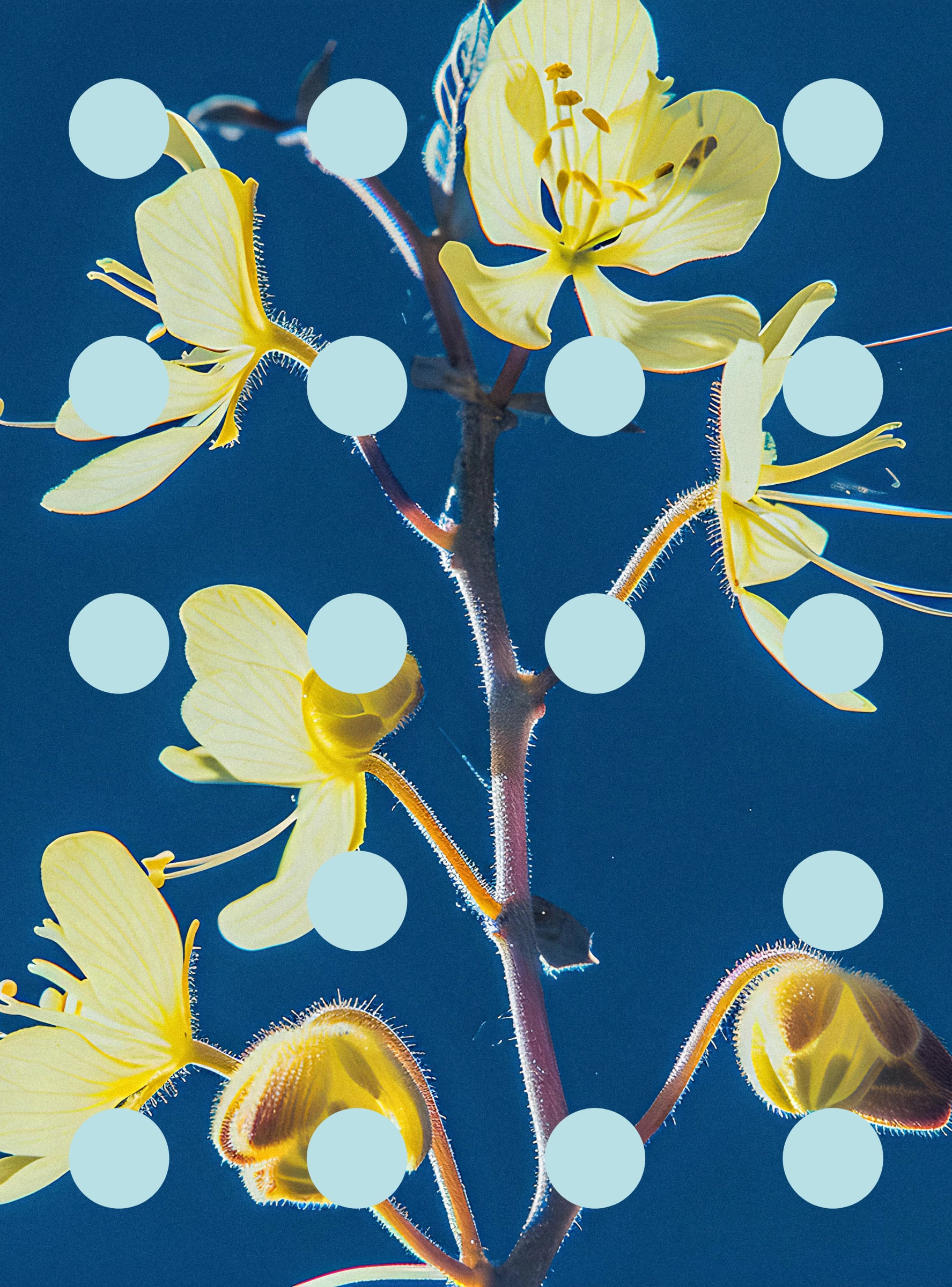 Flore Perdue #29000039