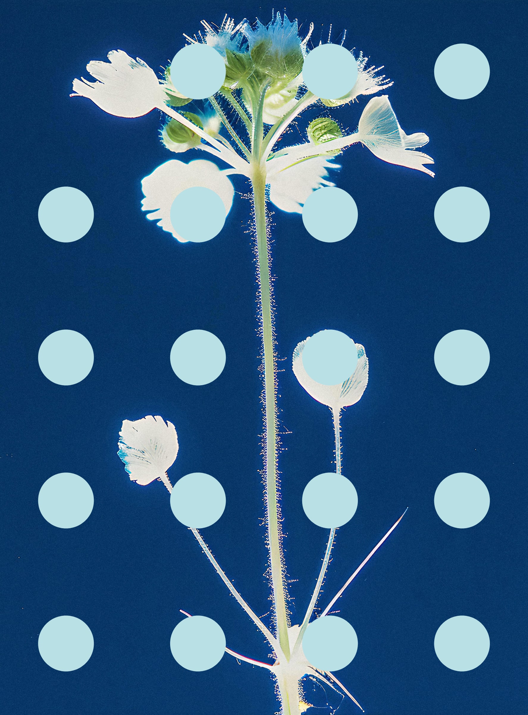 Flore Perdue #29000040