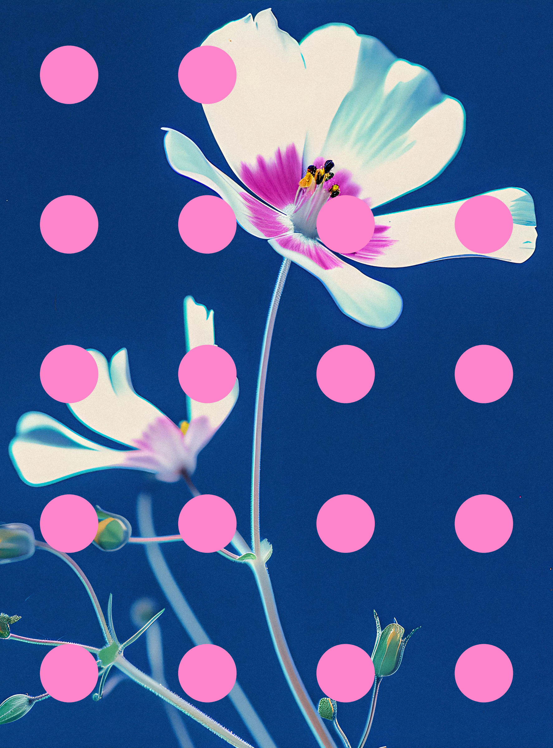 Flore Perdue #29000041