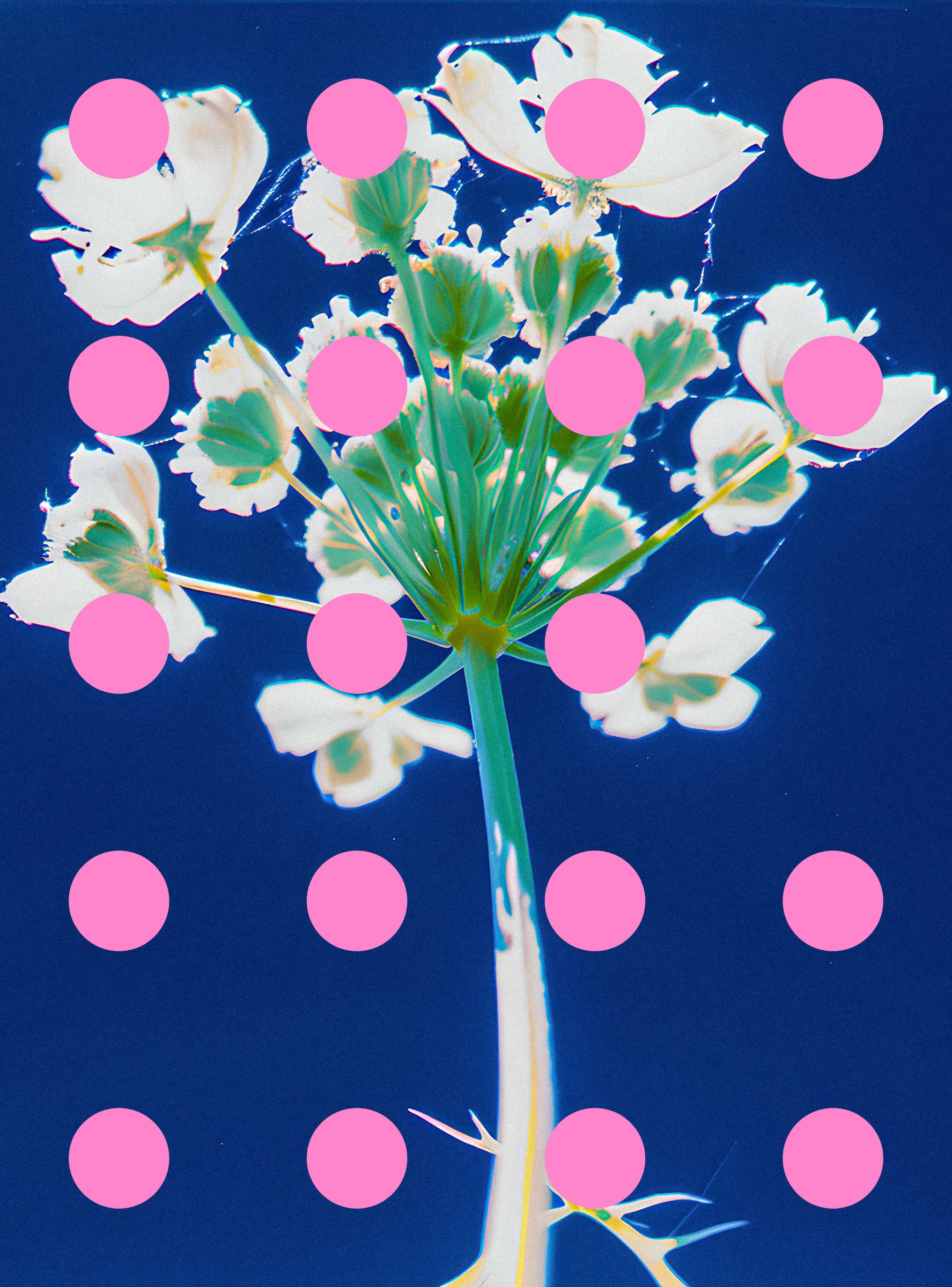 Flore Perdue #29000042