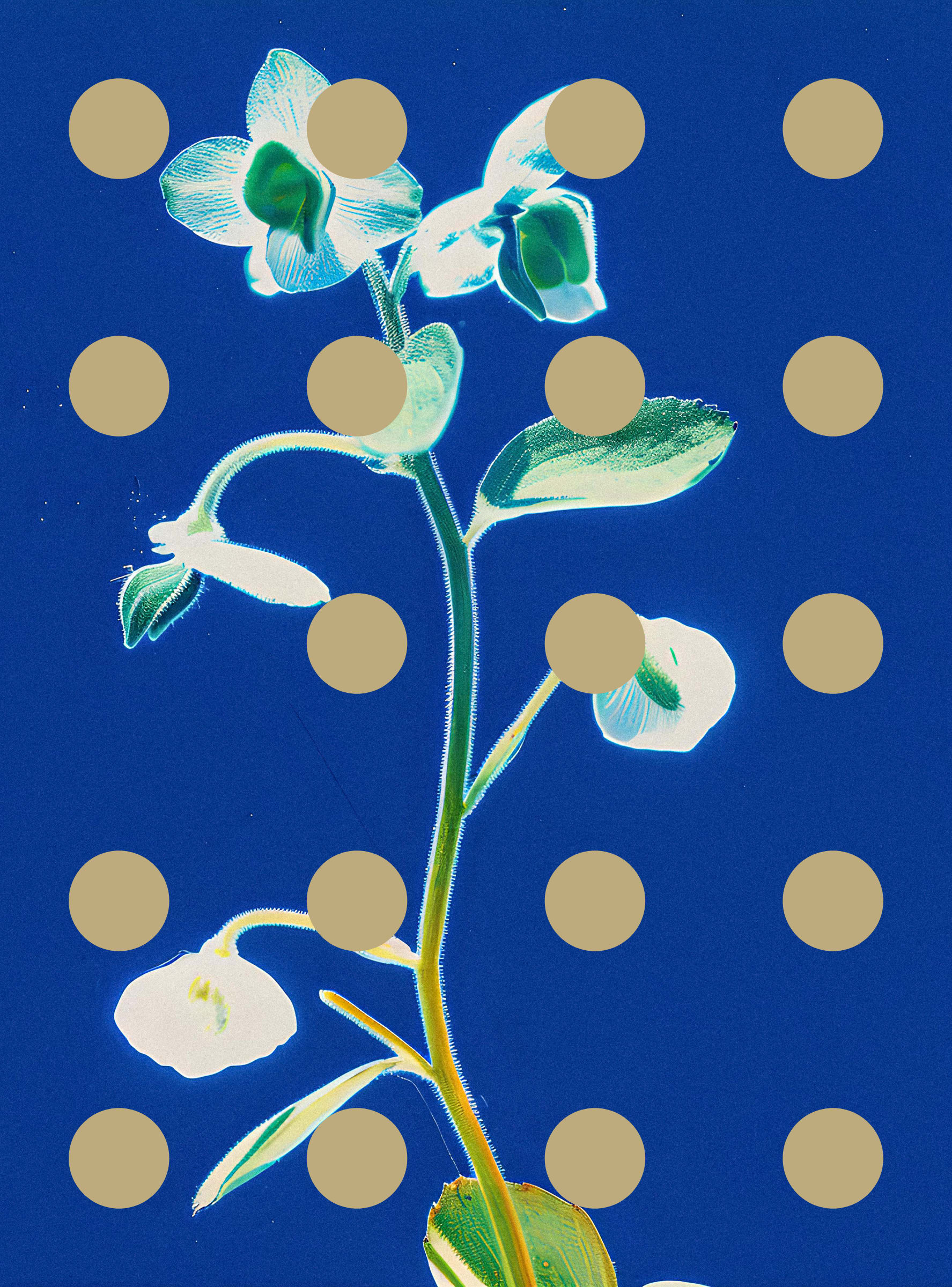 Flore Perdue #29000043
