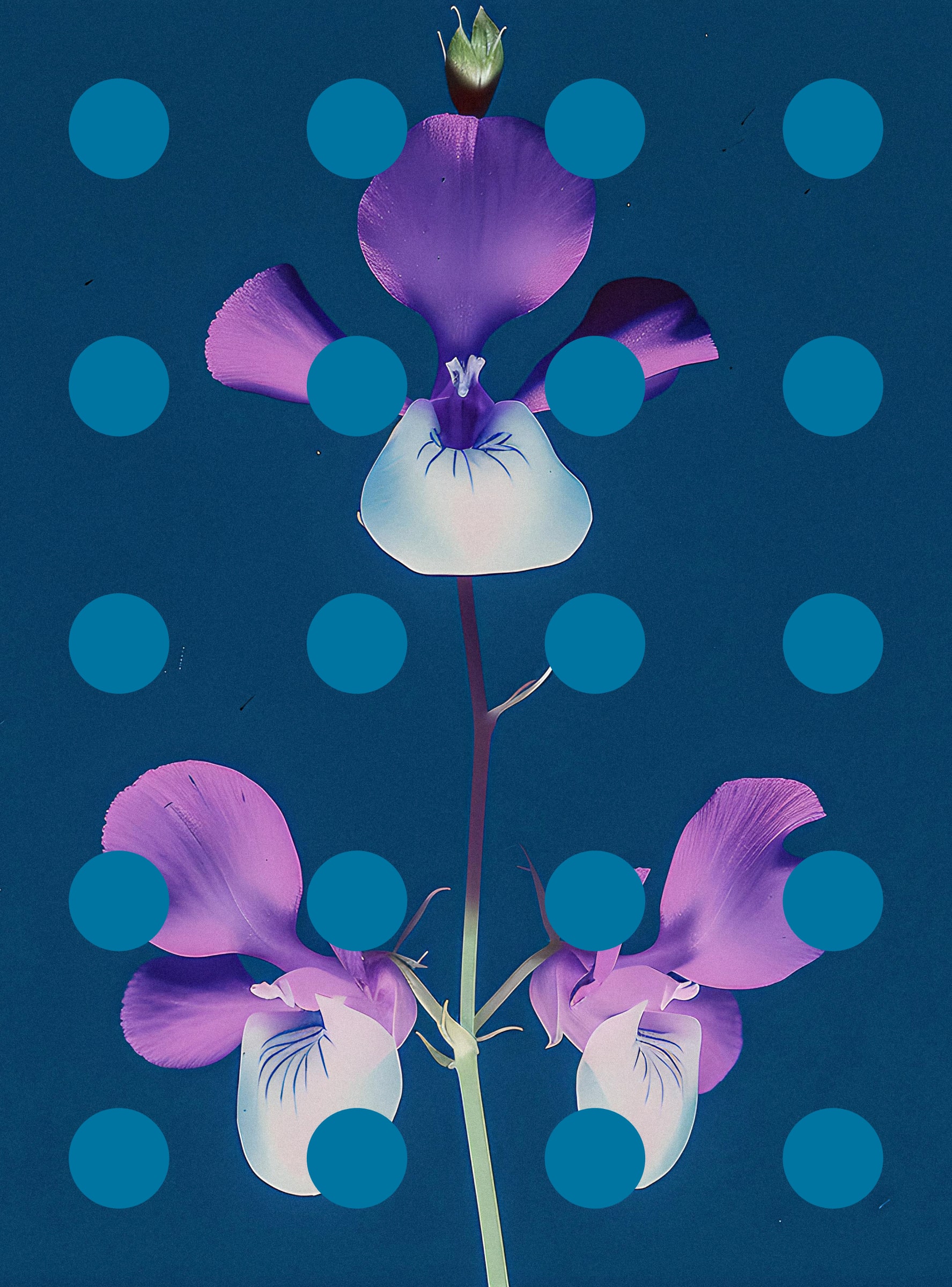 Flore Perdue #29000044