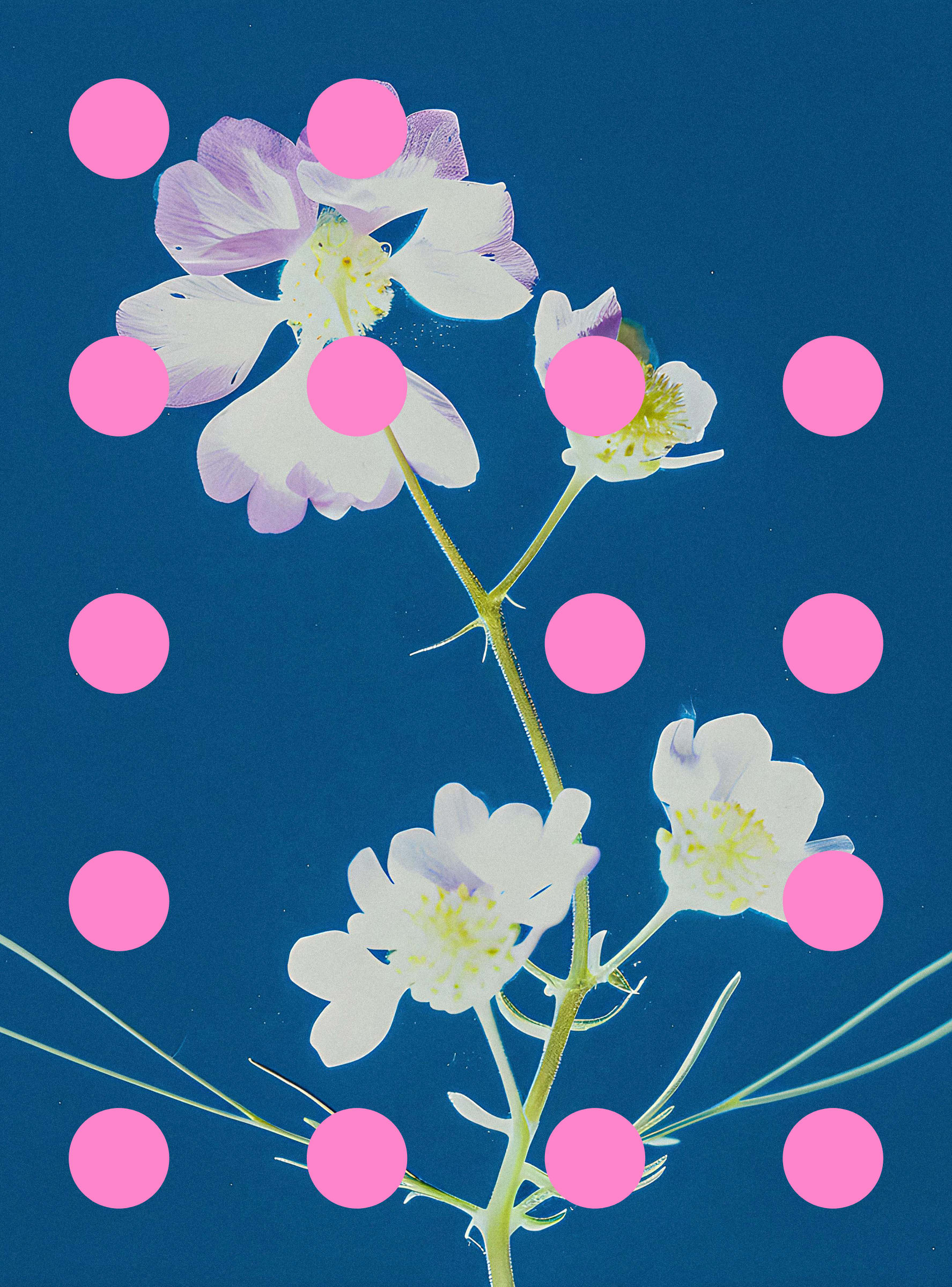 Flore Perdue #29000046