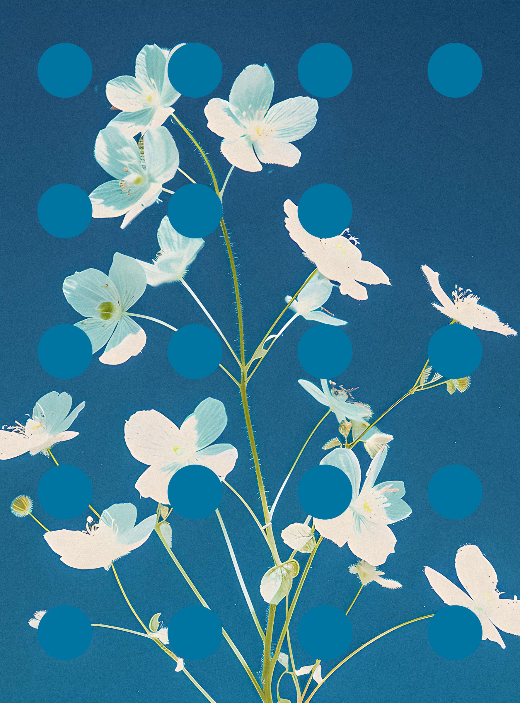 Flore Perdue #29000047
