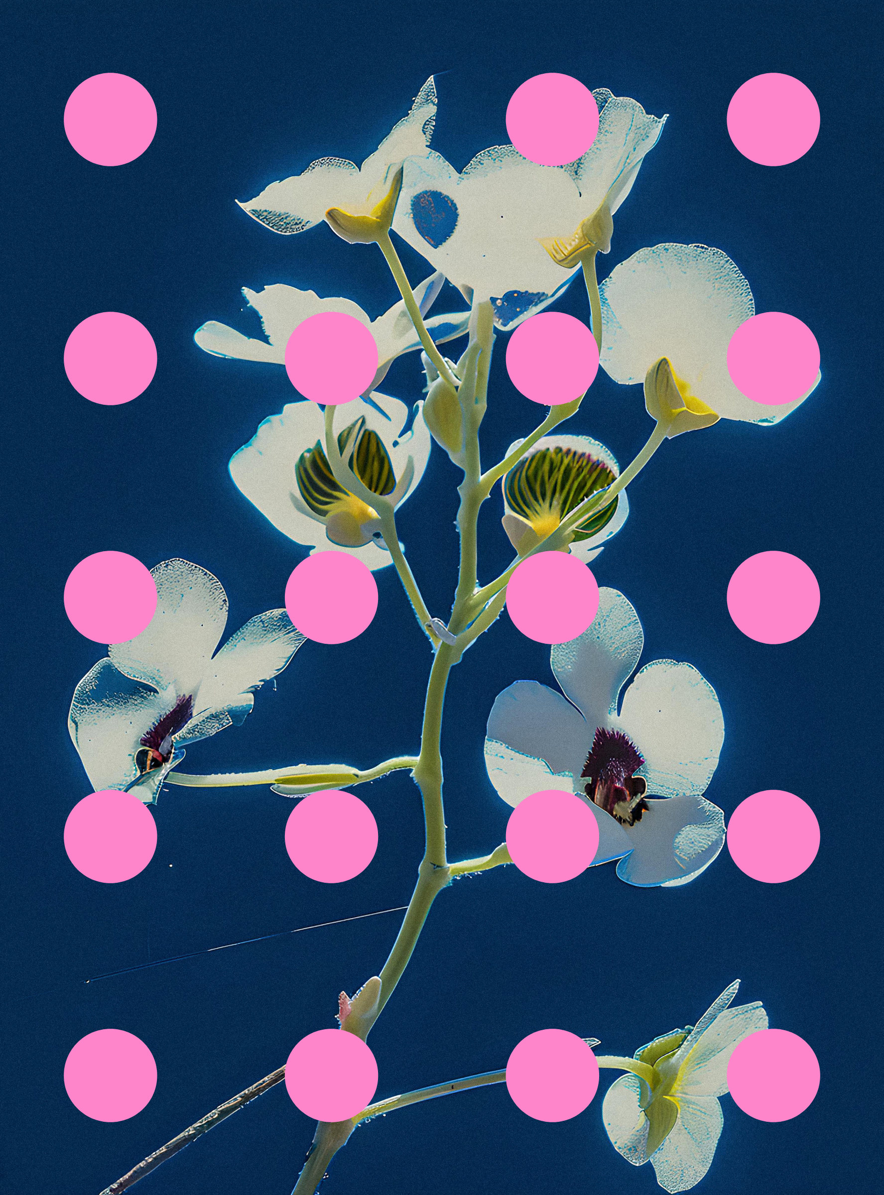 Flore Perdue #29000052