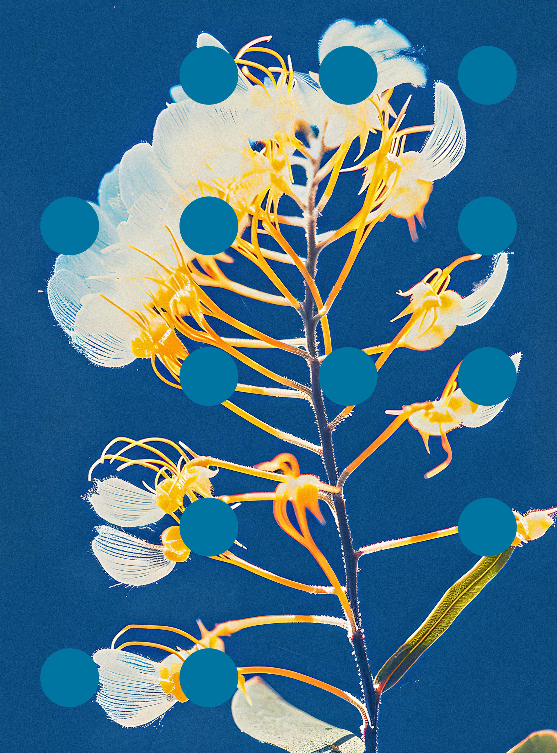 Flore Perdue #29000053