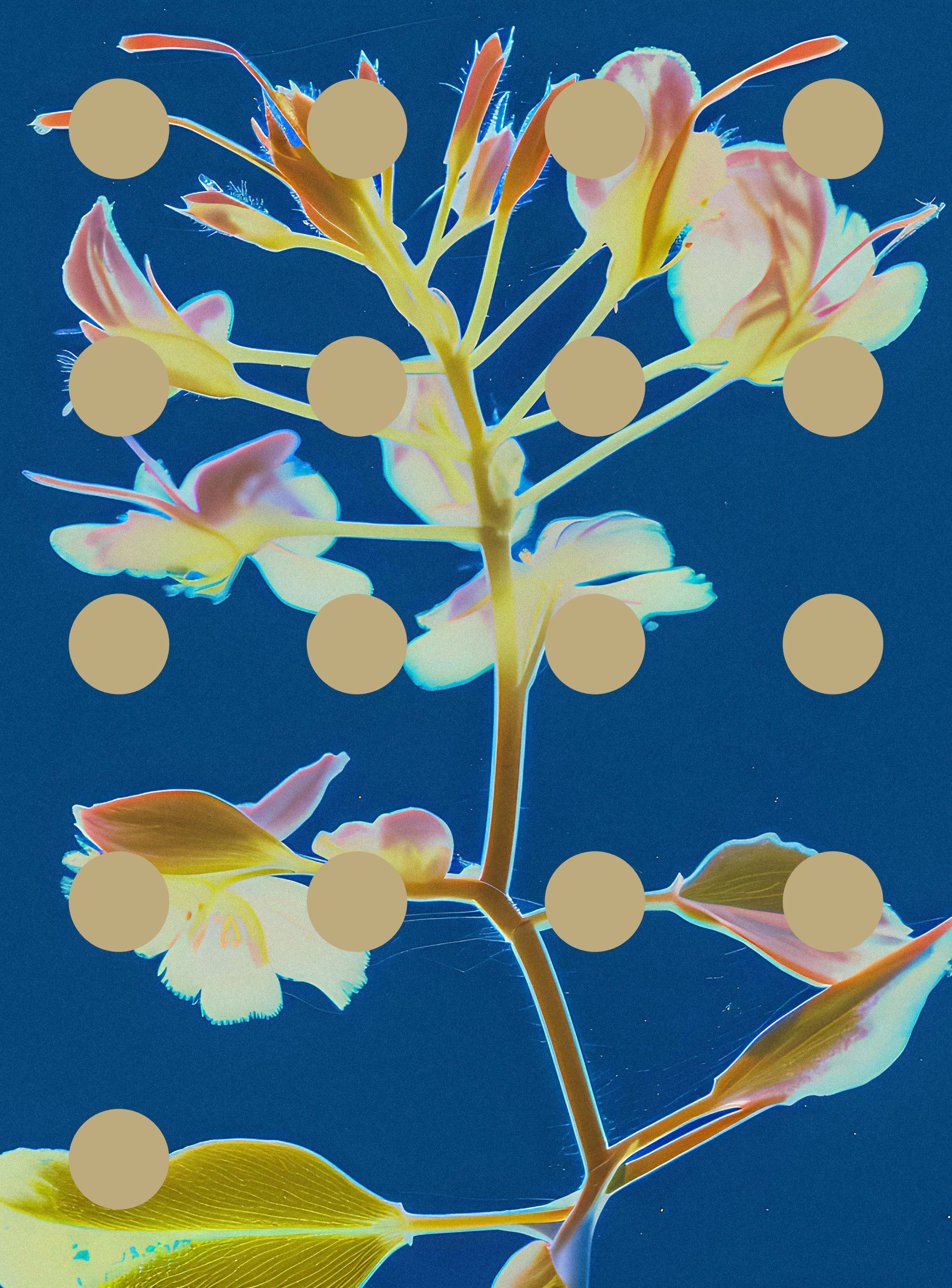 Flore Perdue #29000054