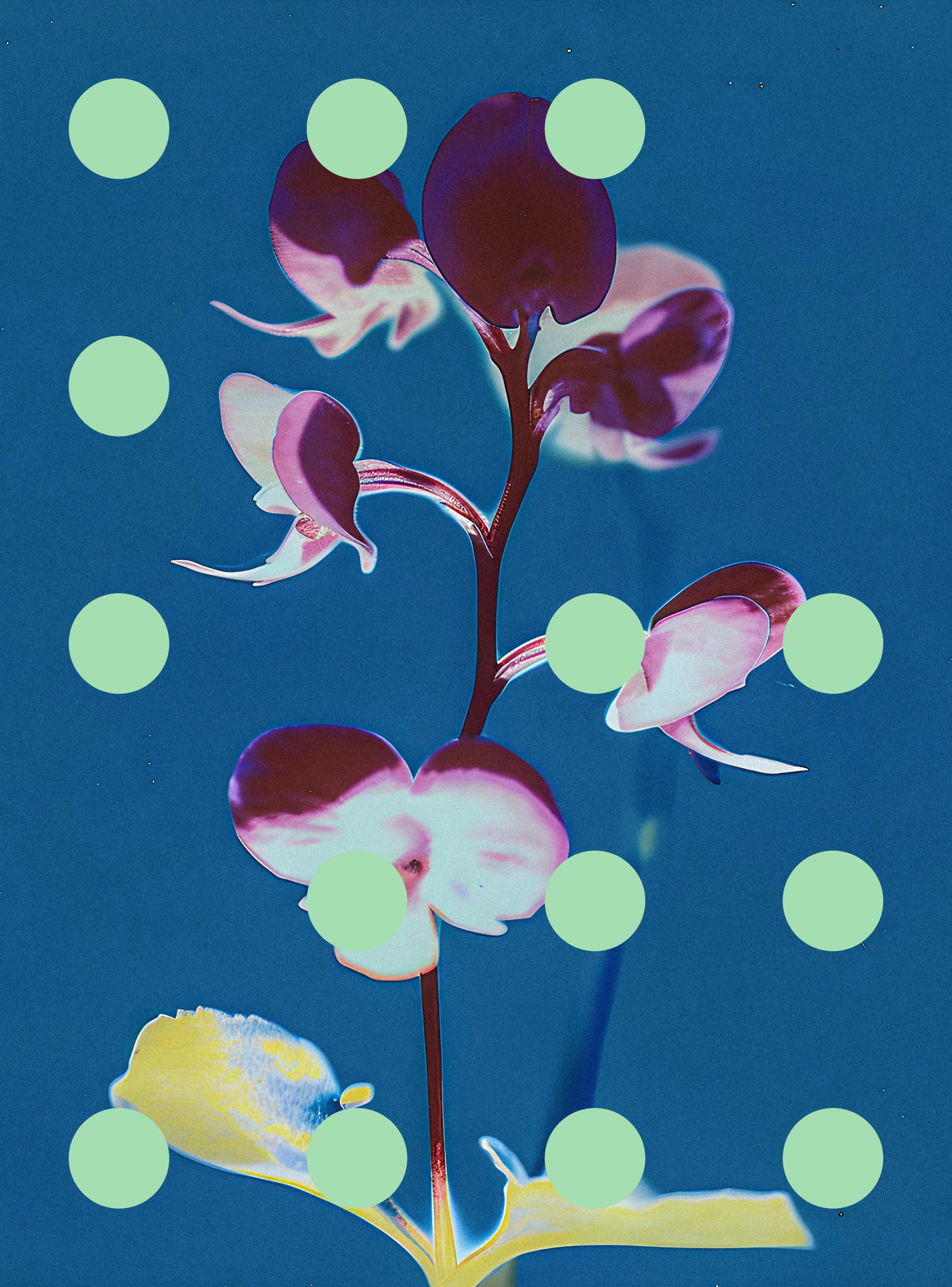 Flore Perdue #29000060