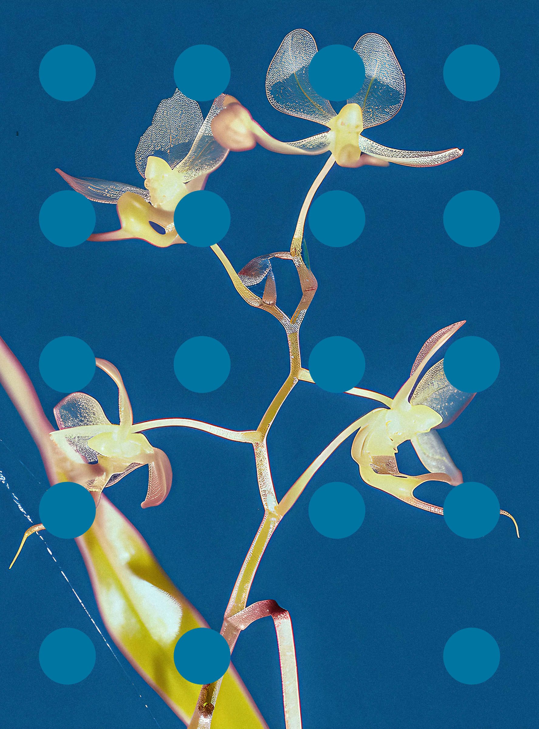Flore Perdue #29000062