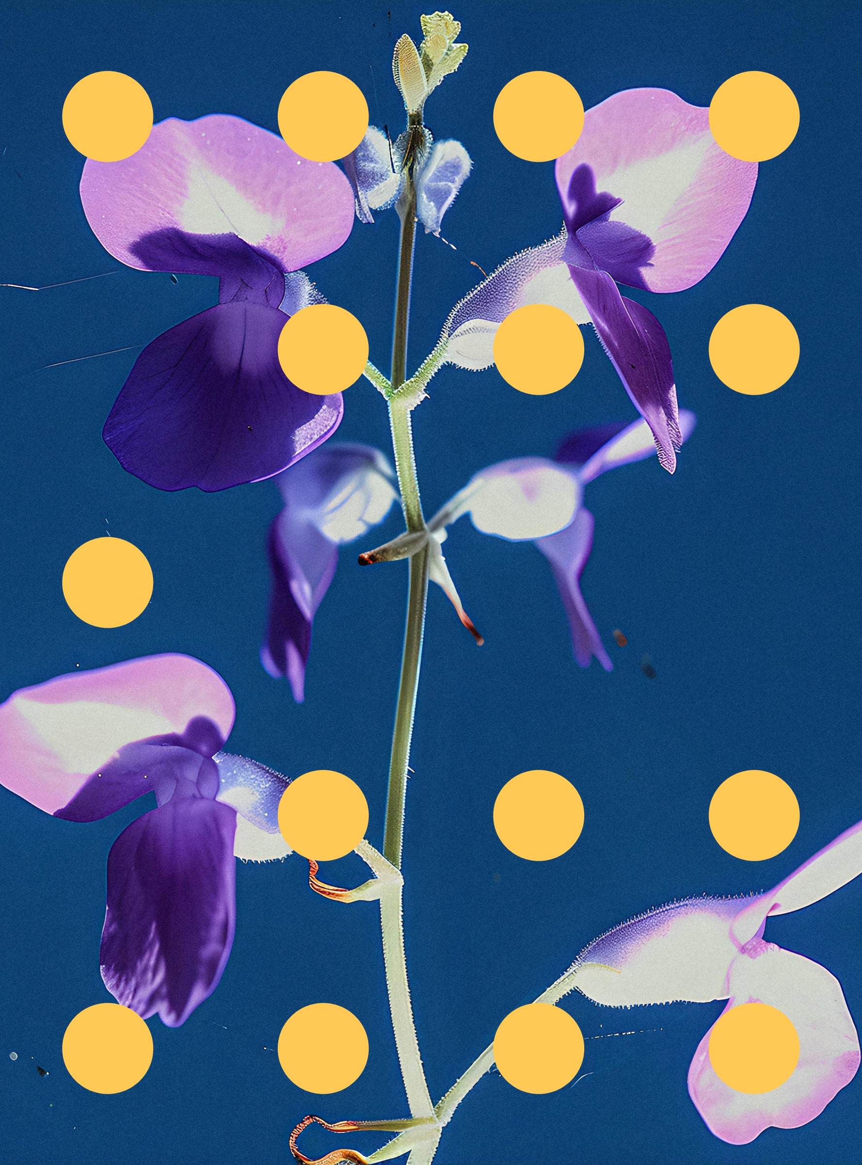 Flore Perdue #29000063
