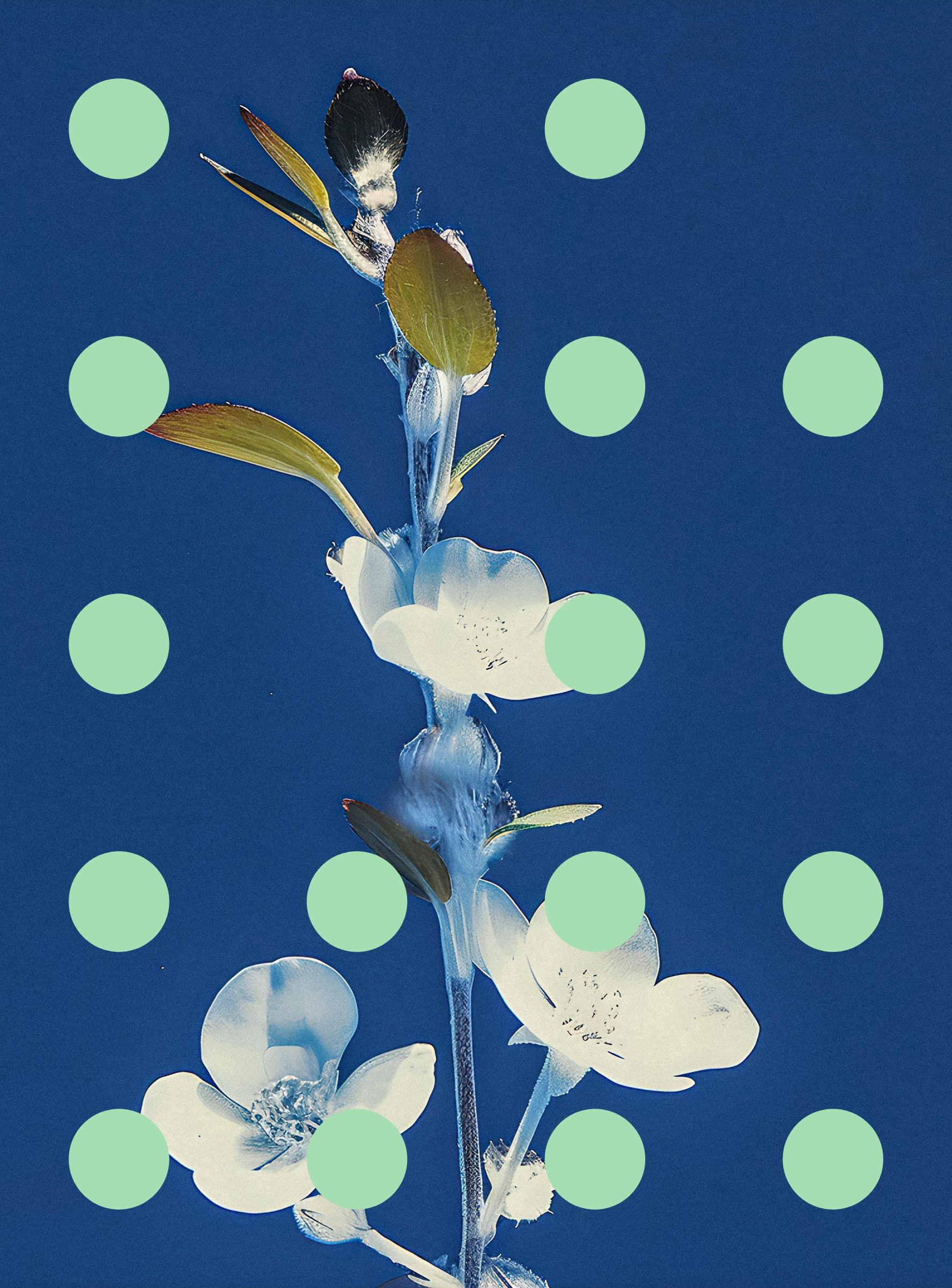 Flore Perdue #29000064