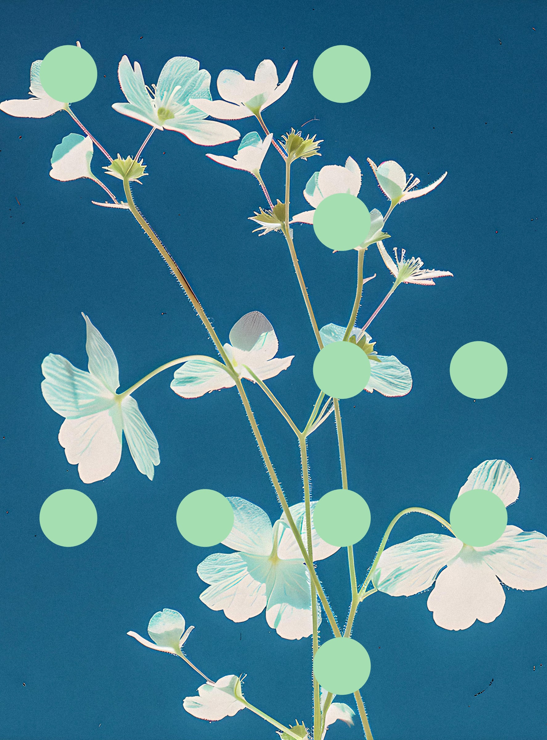Flore Perdue #29000065