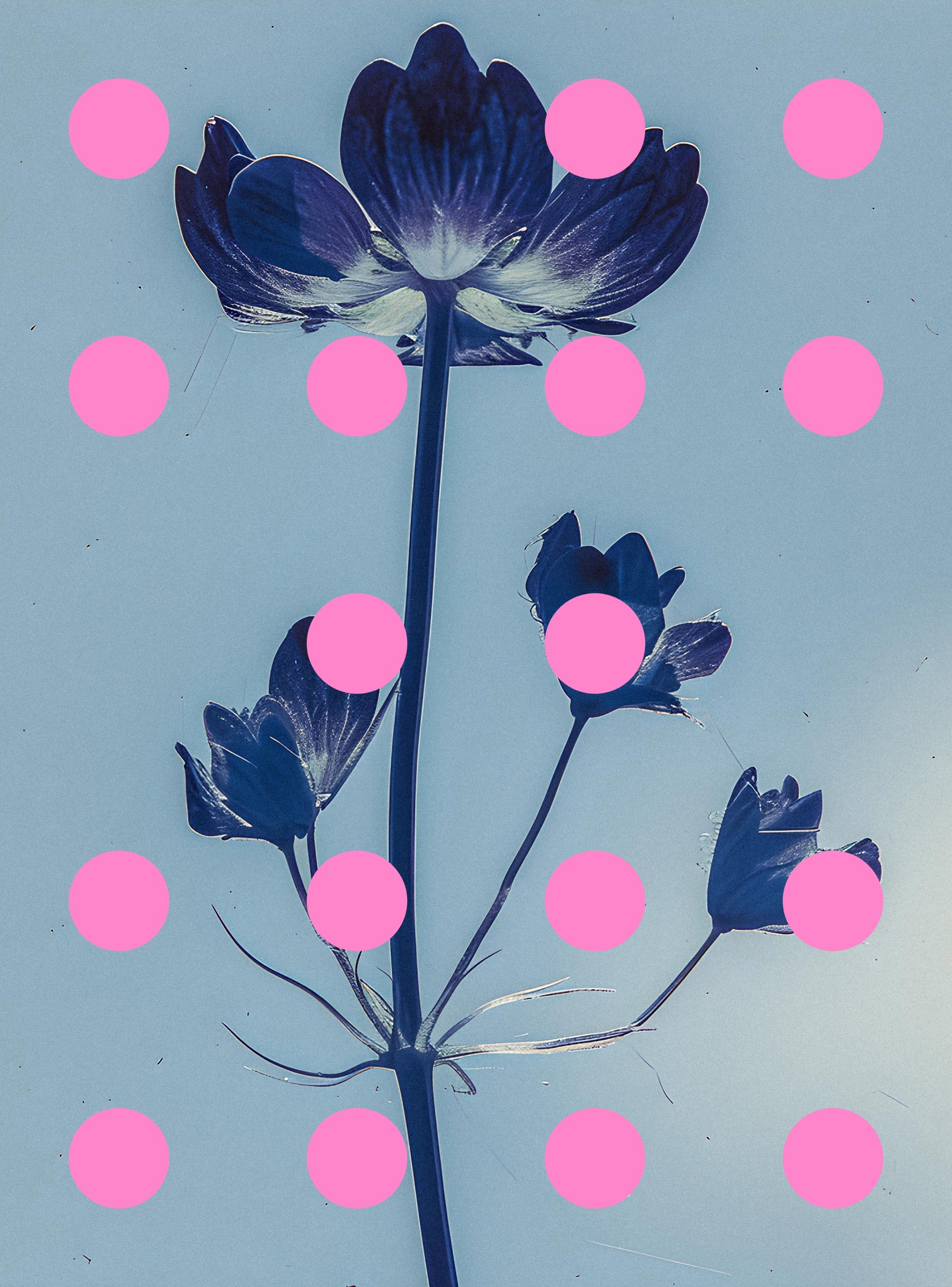 Flore Perdue #29000066