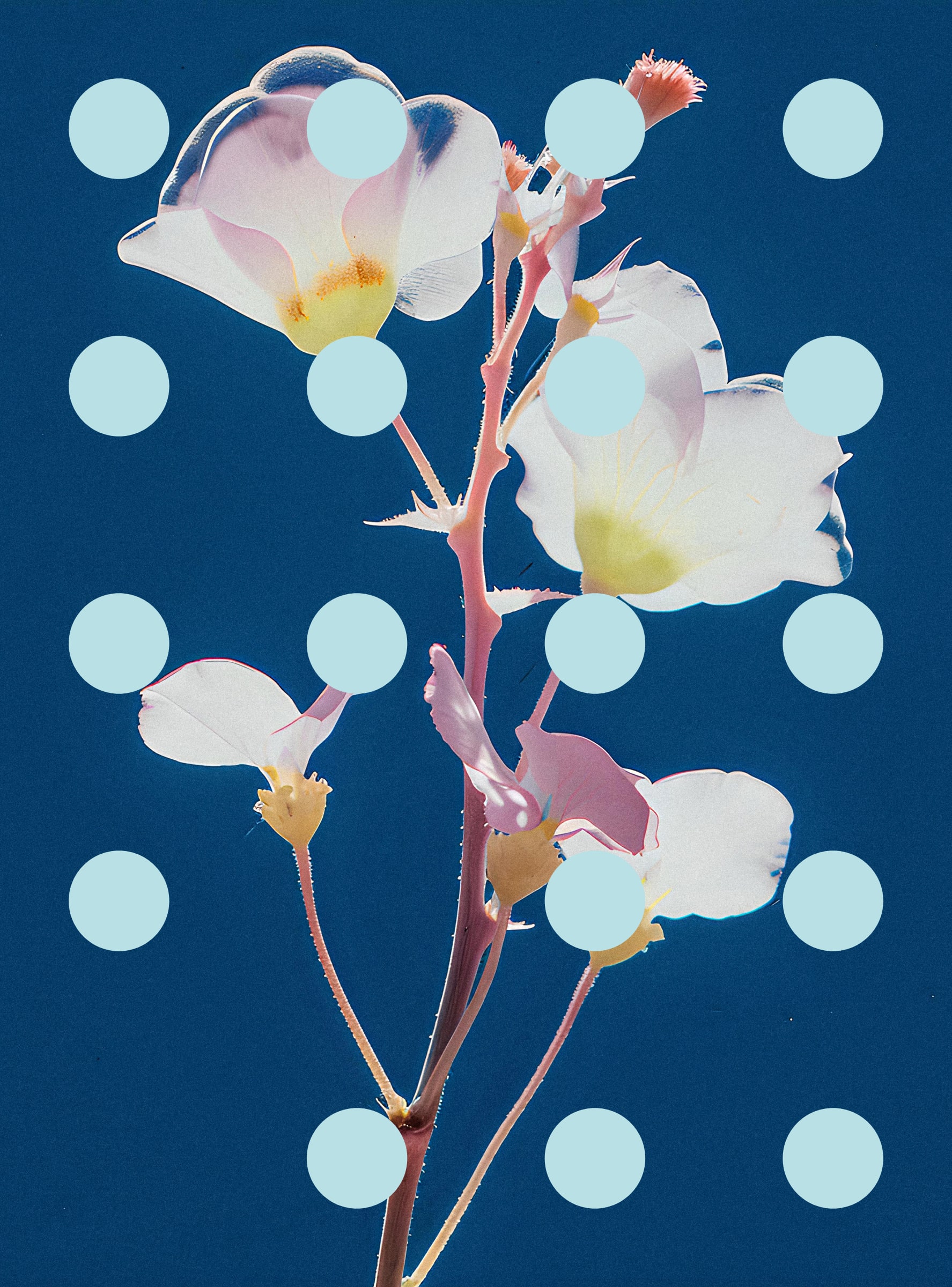 Flore Perdue #29000070