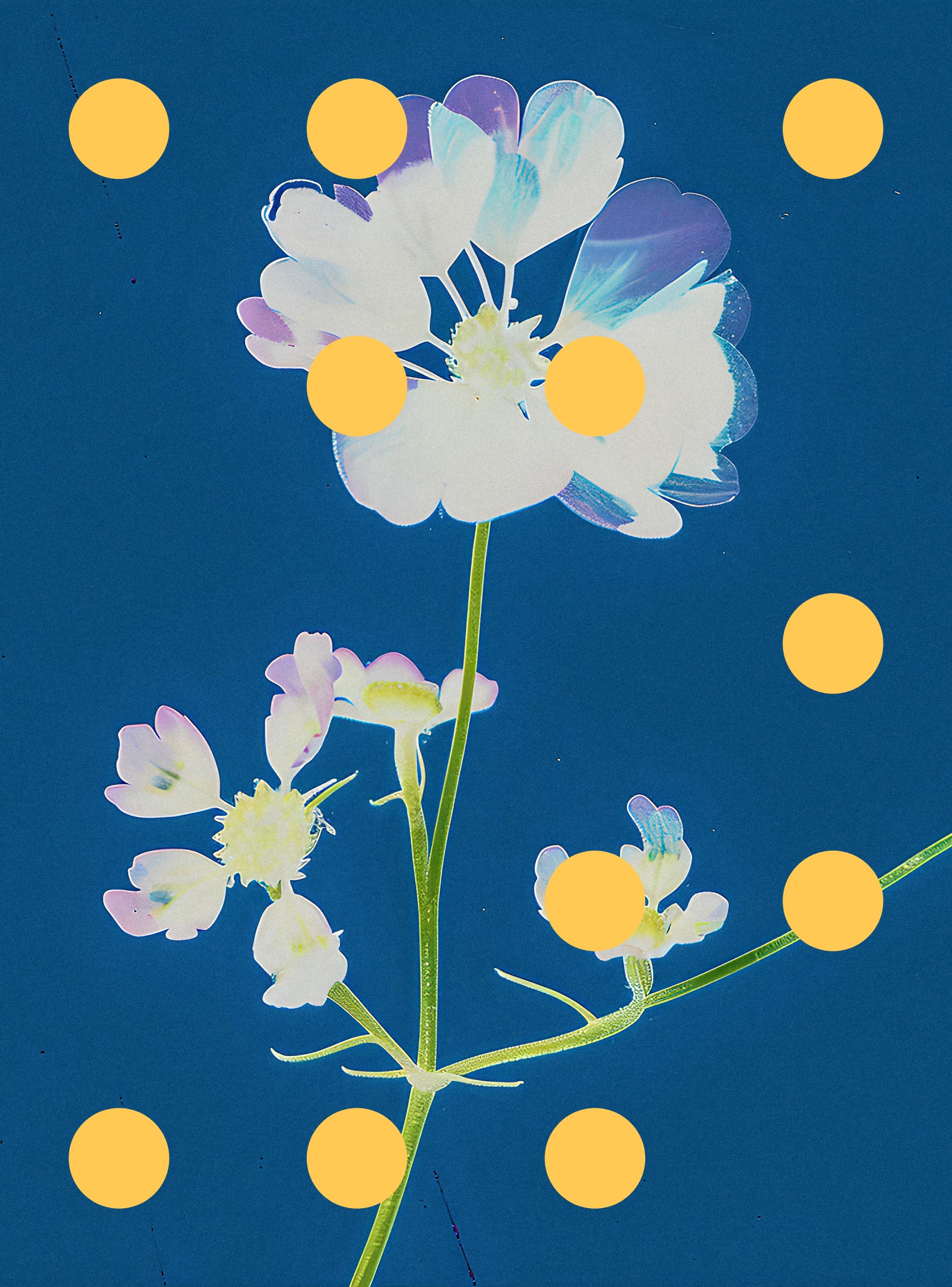 Flore Perdue #29000071