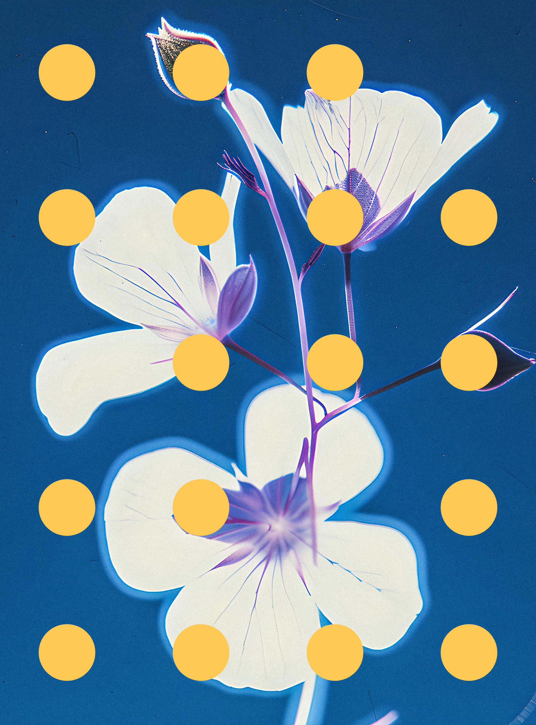 Flore Perdue #29000077