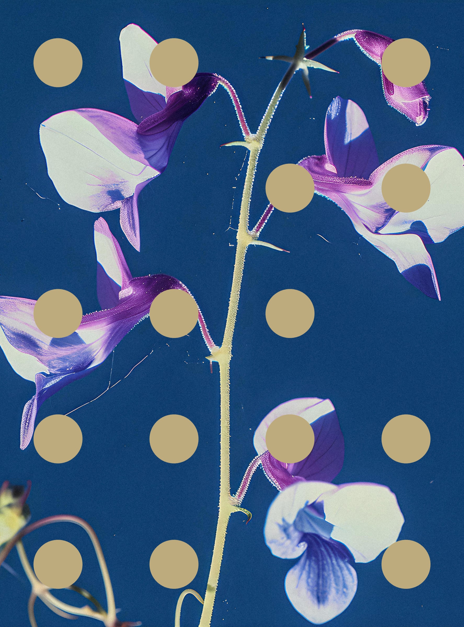 Flore Perdue #29000079