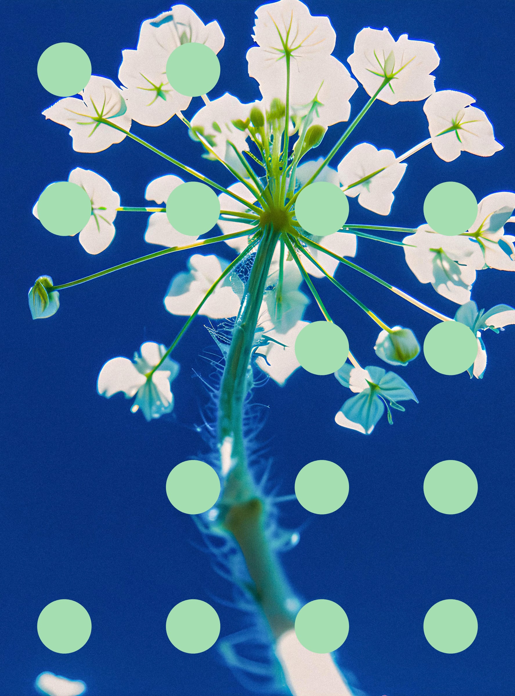 Flore Perdue #29000081