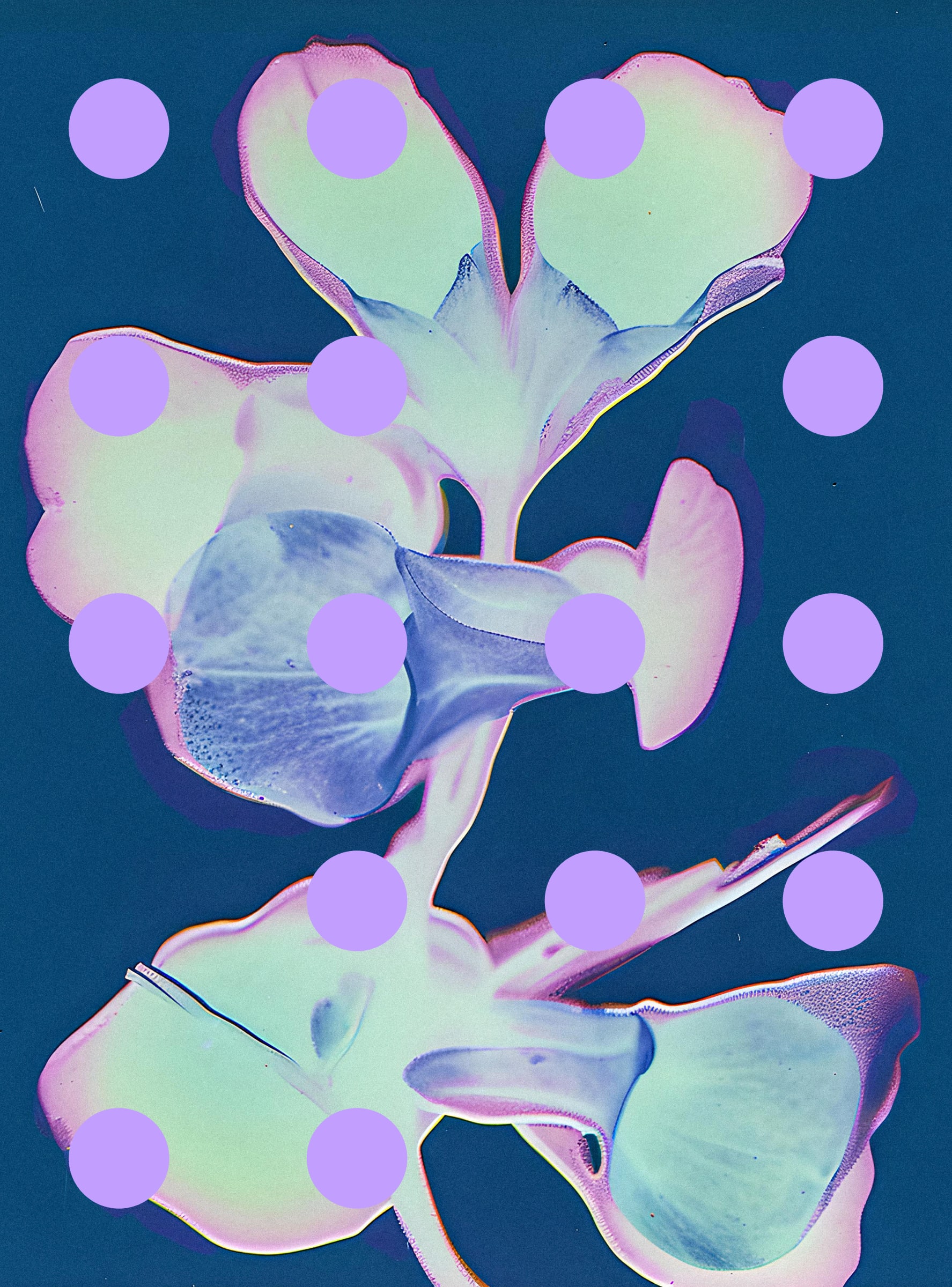 Flore Perdue #29000083