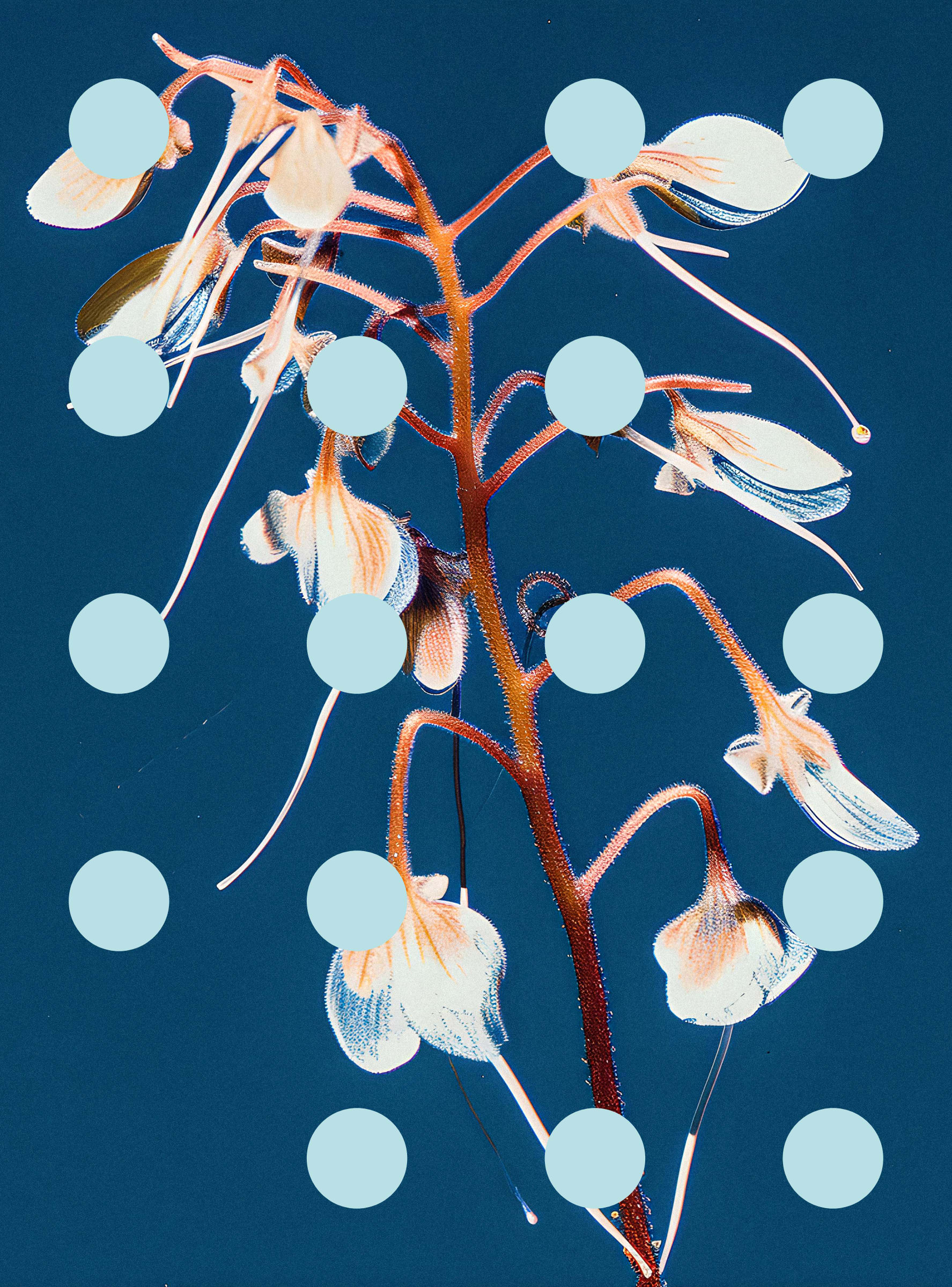 Flore Perdue #29000084