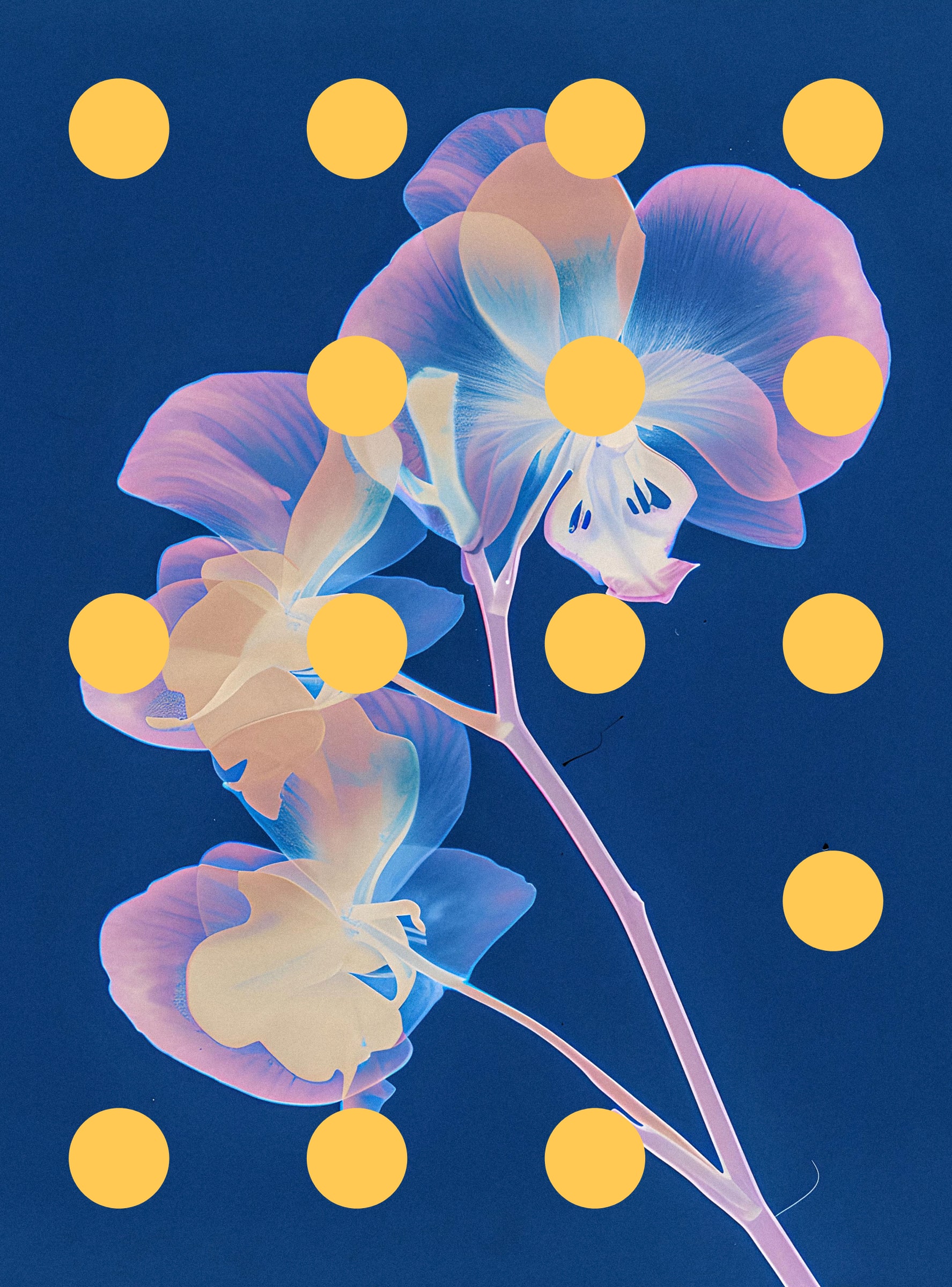 Flore Perdue #29000085