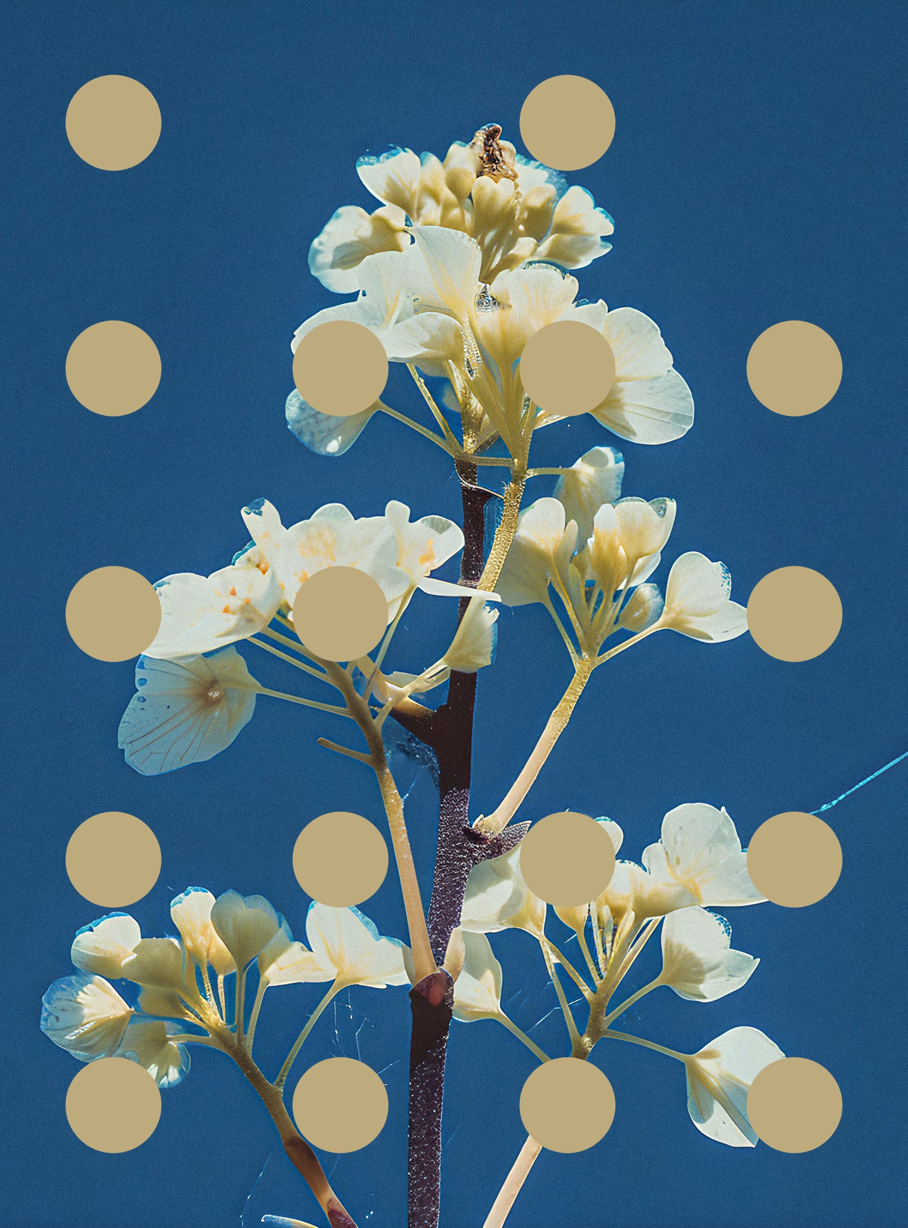 Flore Perdue #29000087
