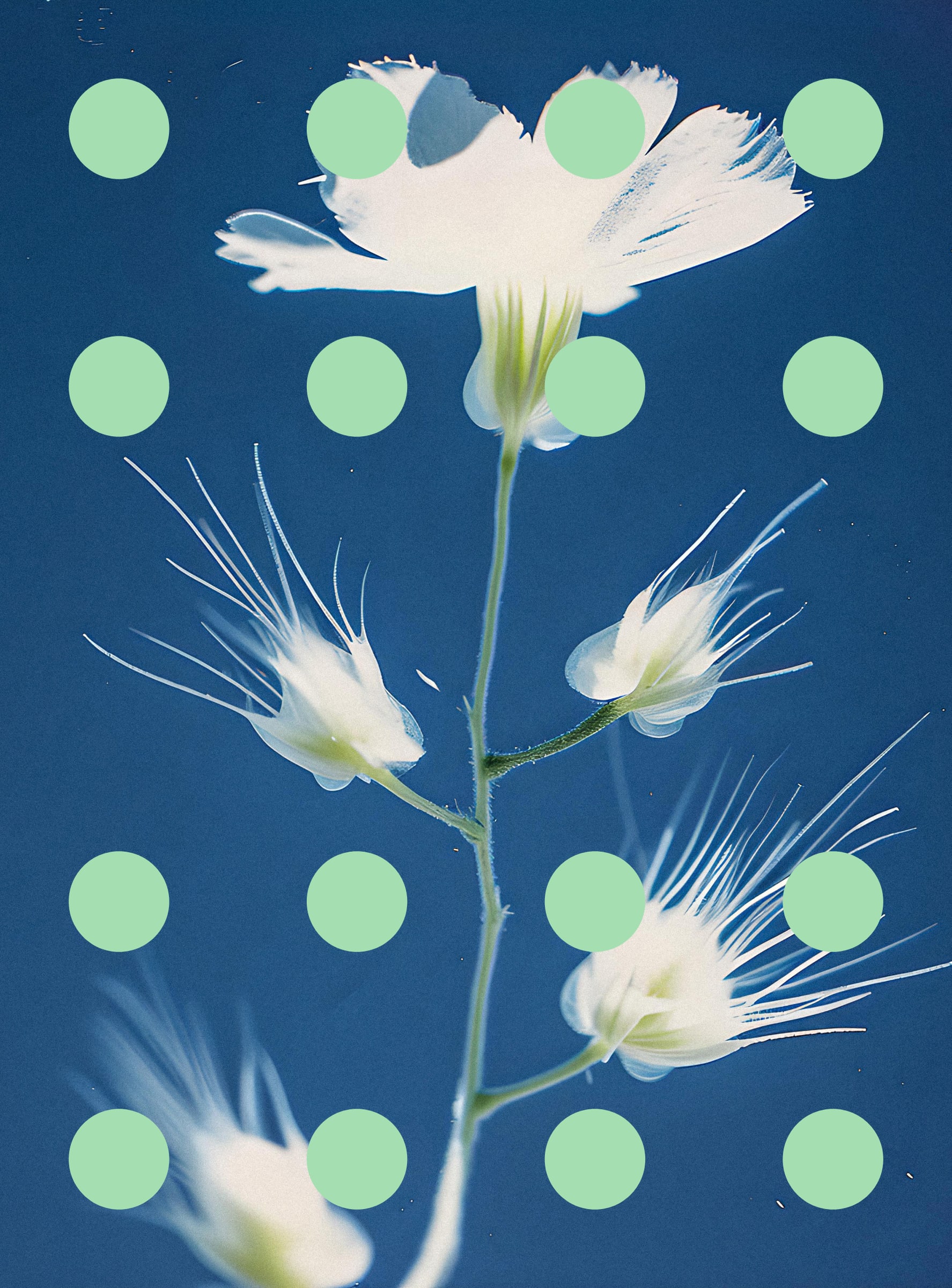 Flore Perdue #29000089