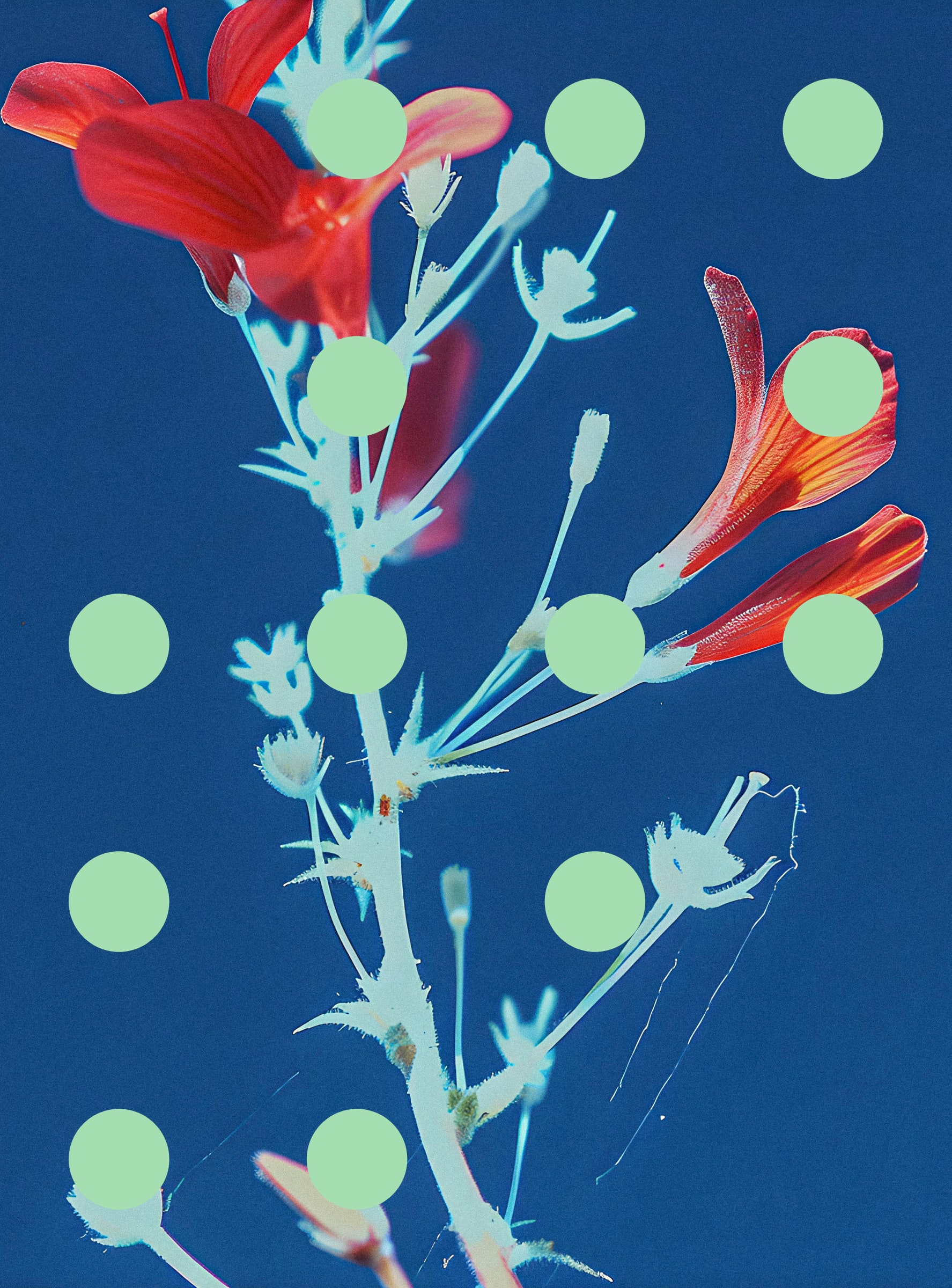 Flore Perdue #29000090