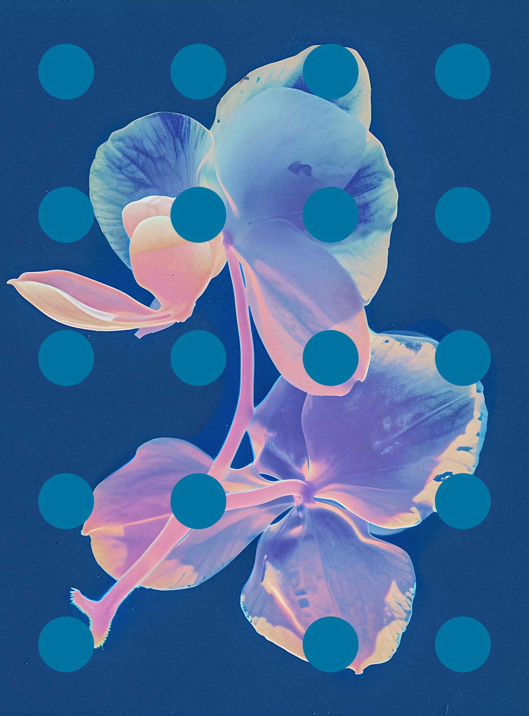 Flore Perdue #29000091