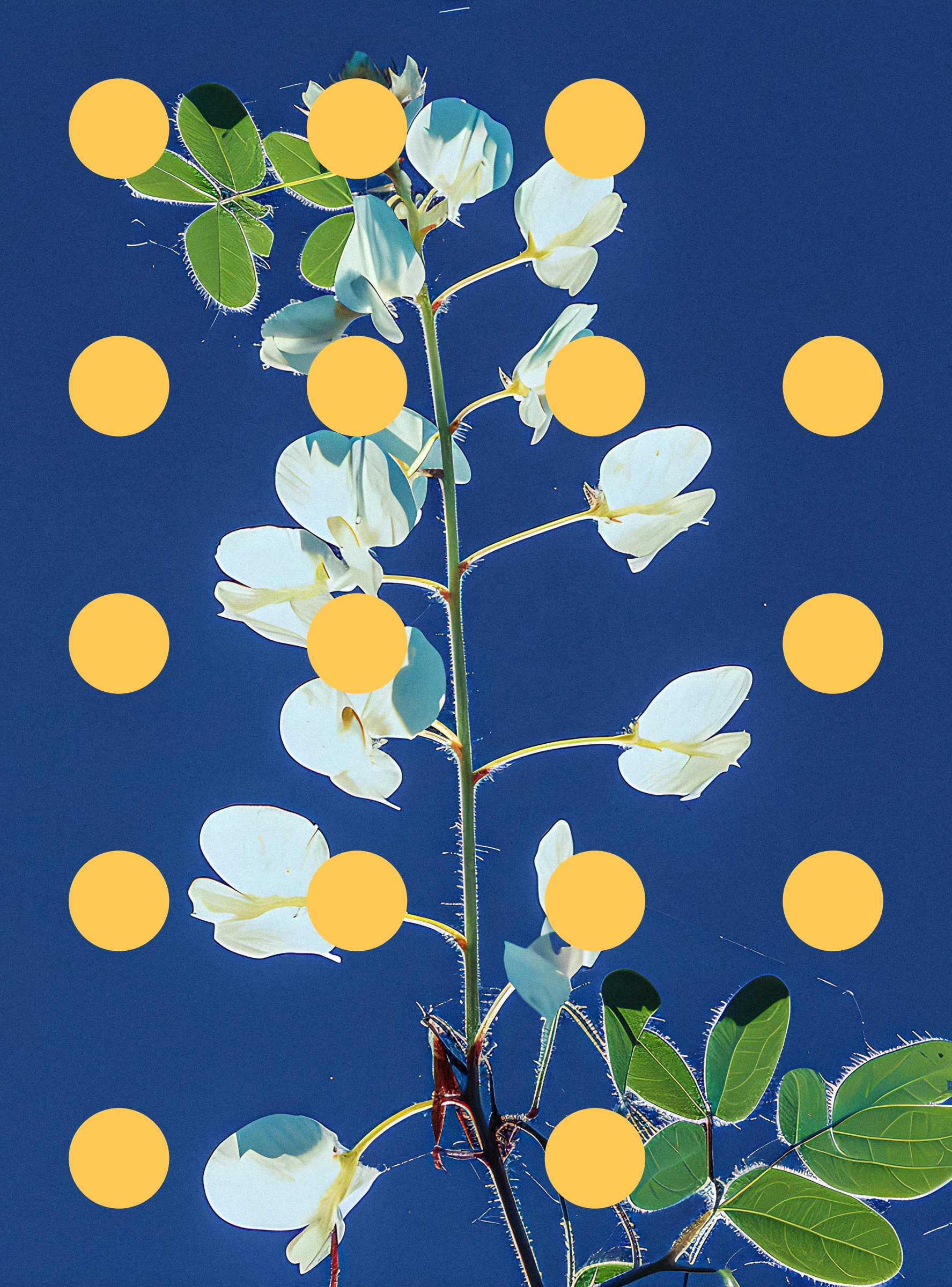 Flore Perdue #29000094