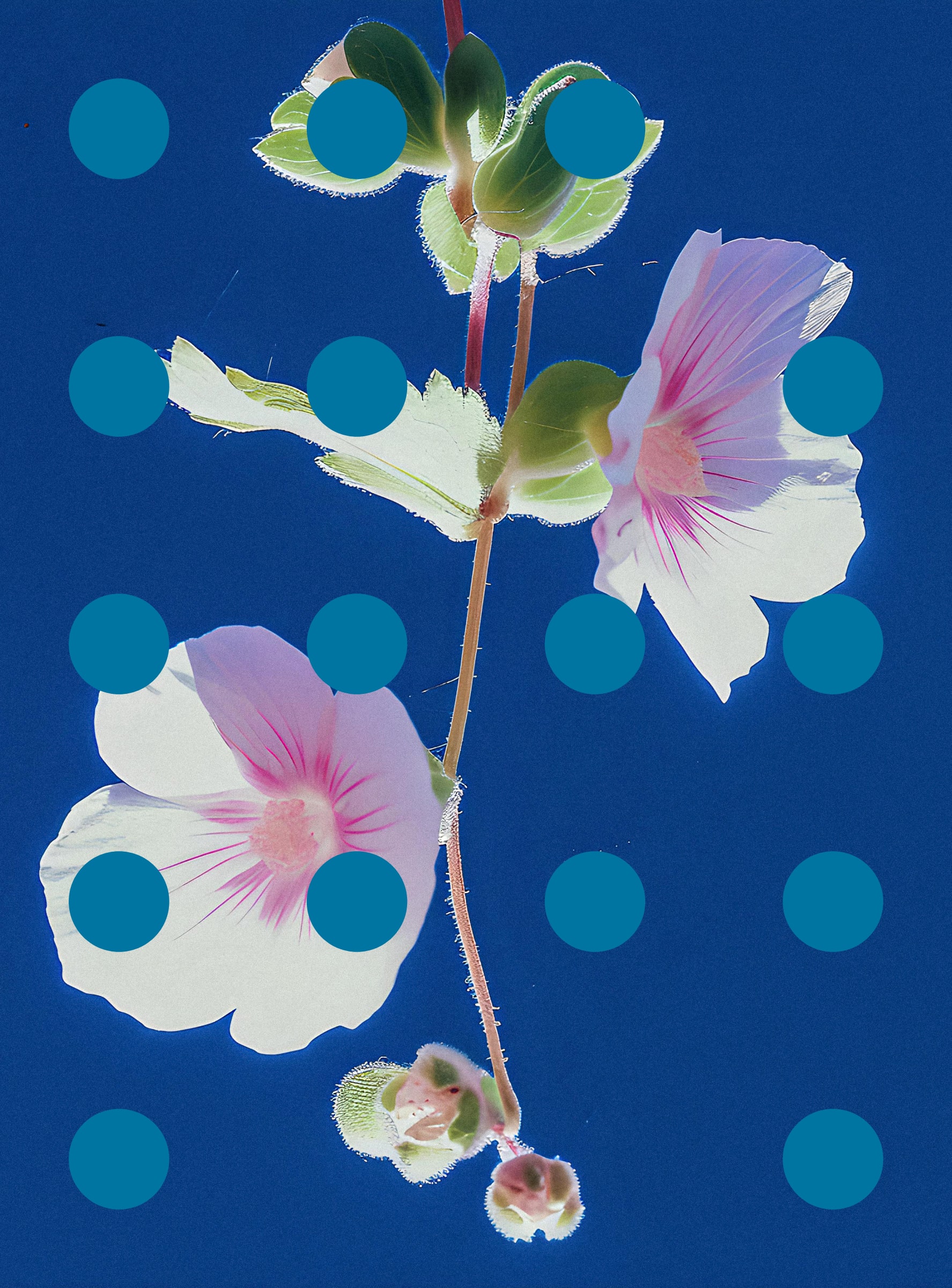 Flore Perdue #29000095