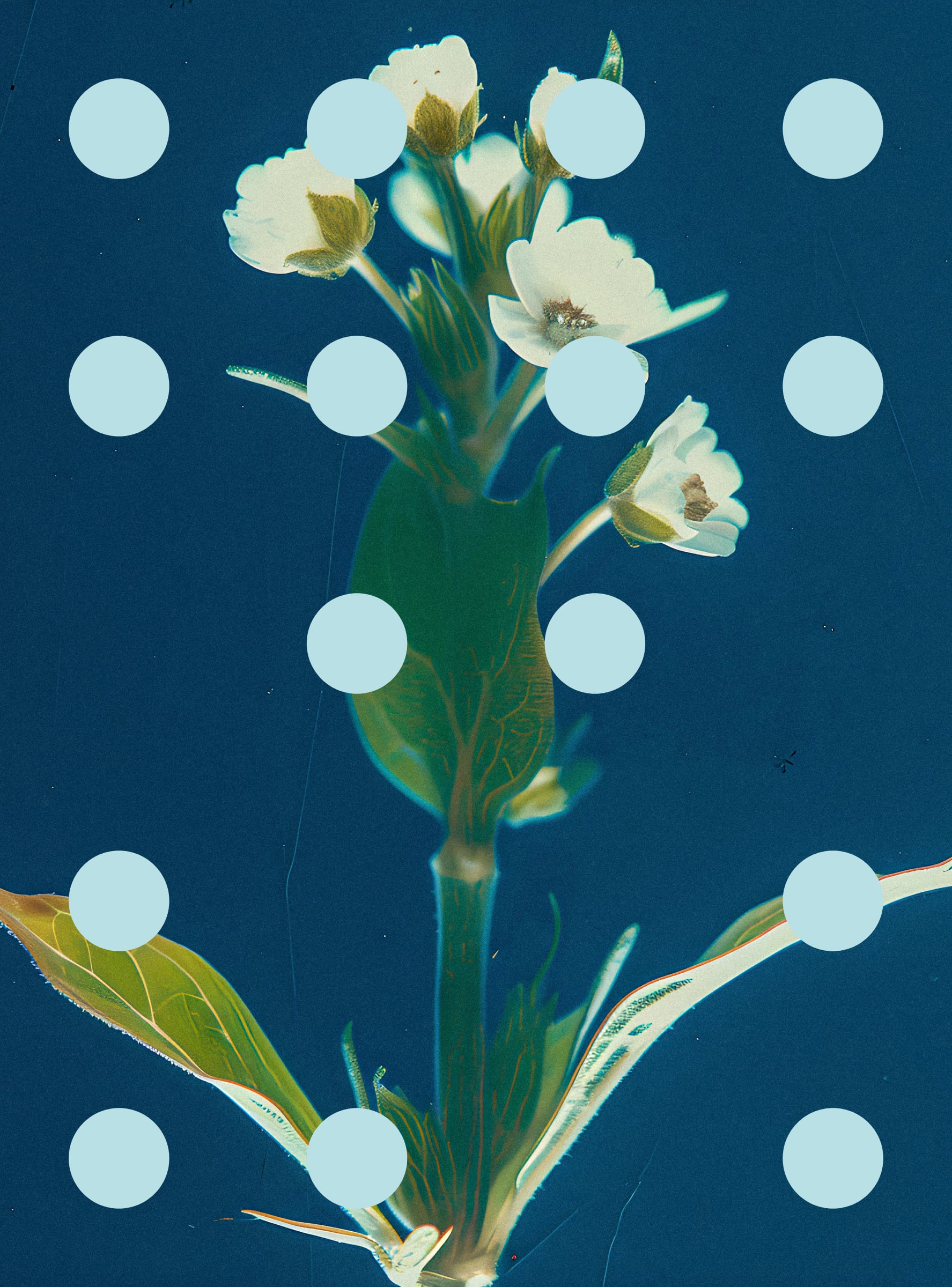 Flore Perdue #29000096