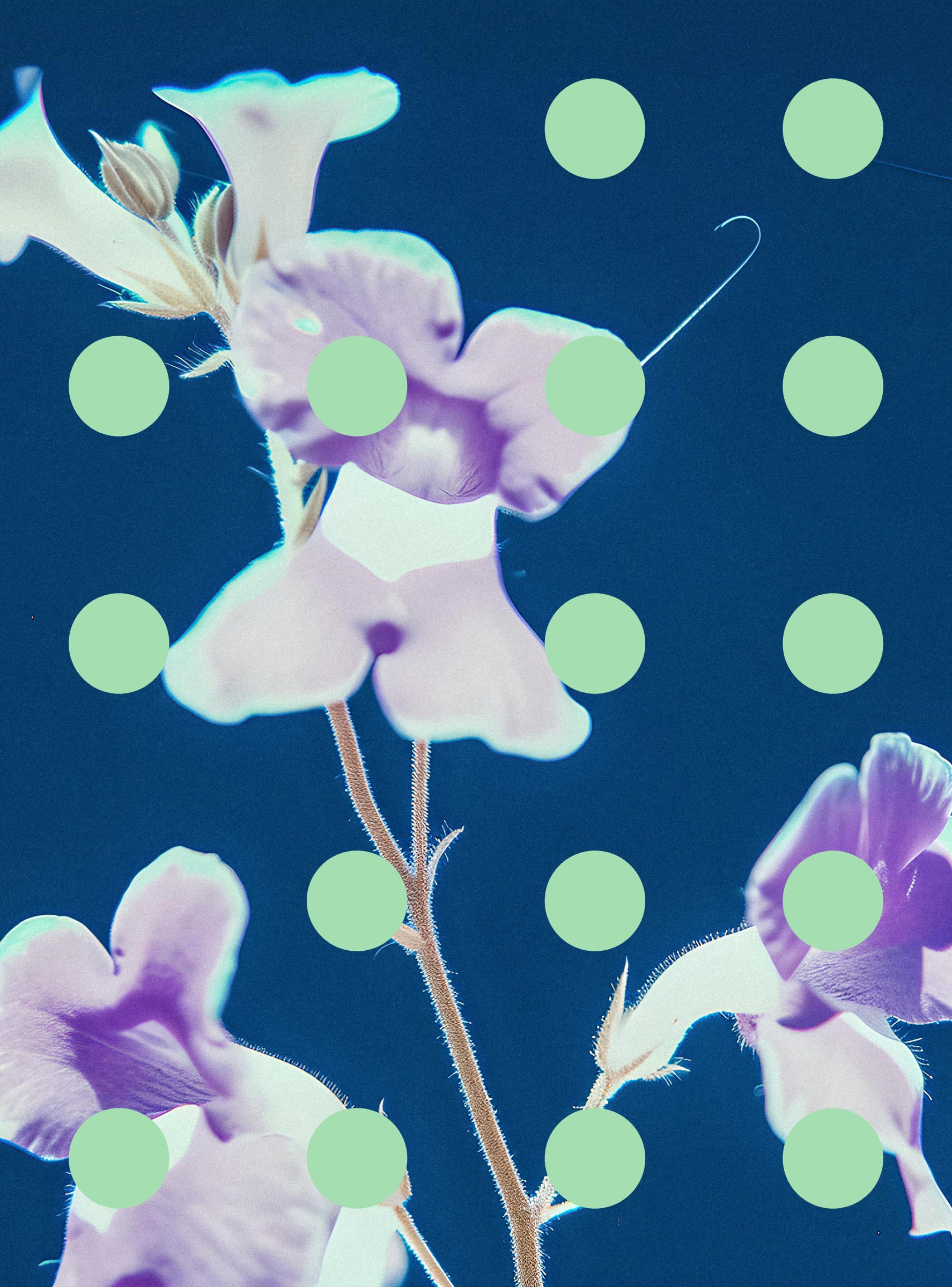Flore Perdue #29000098