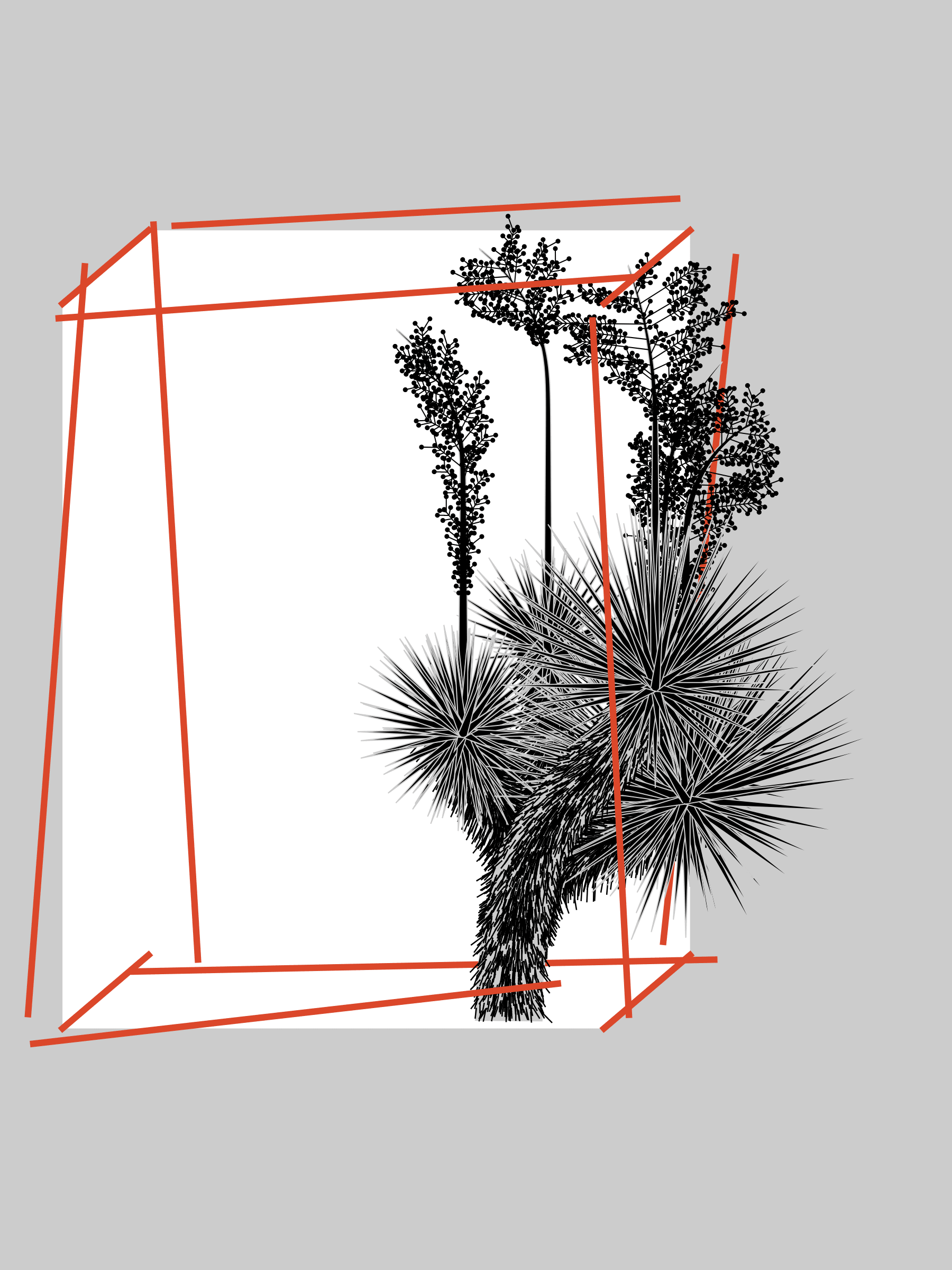 Marfa Yucca