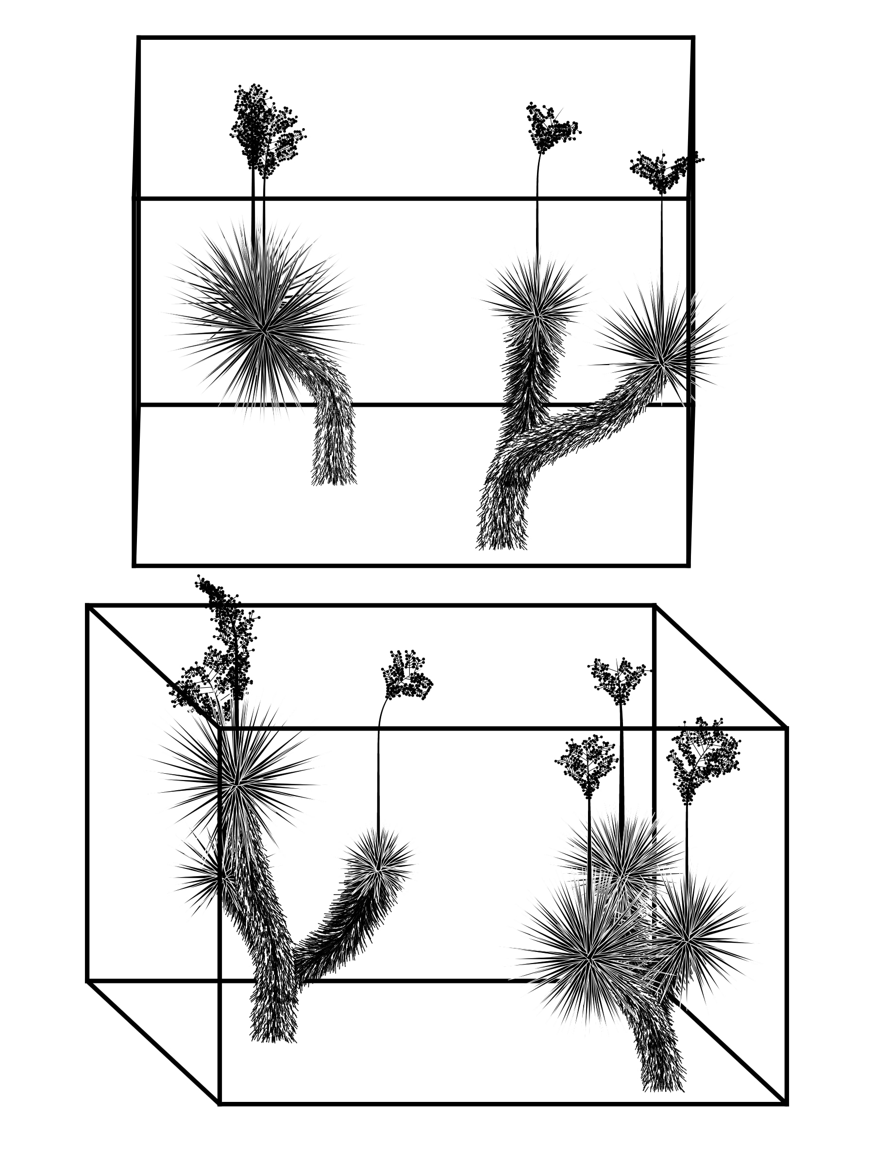 Marfa Yucca preview 4