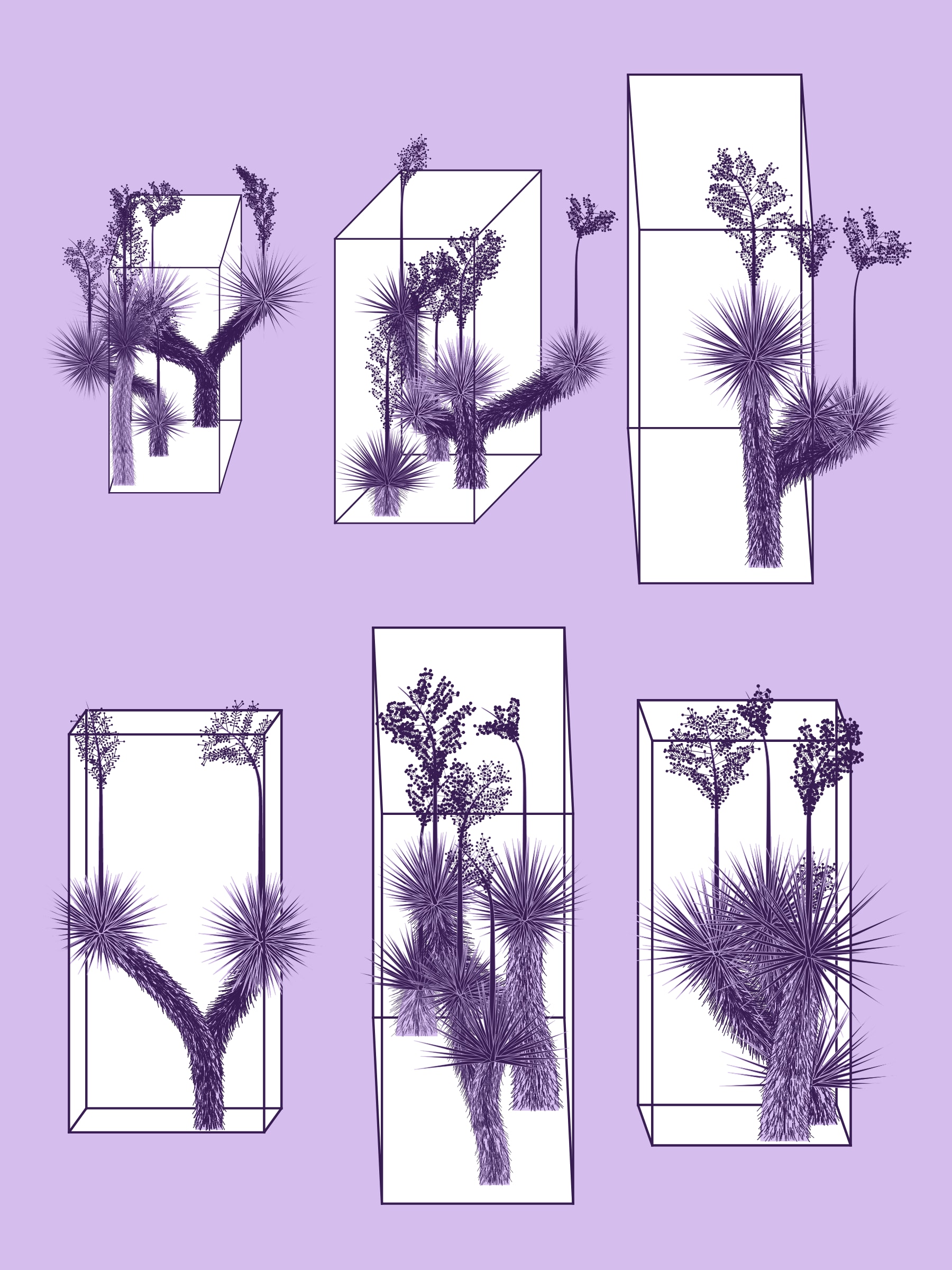 Marfa Yucca preview 4