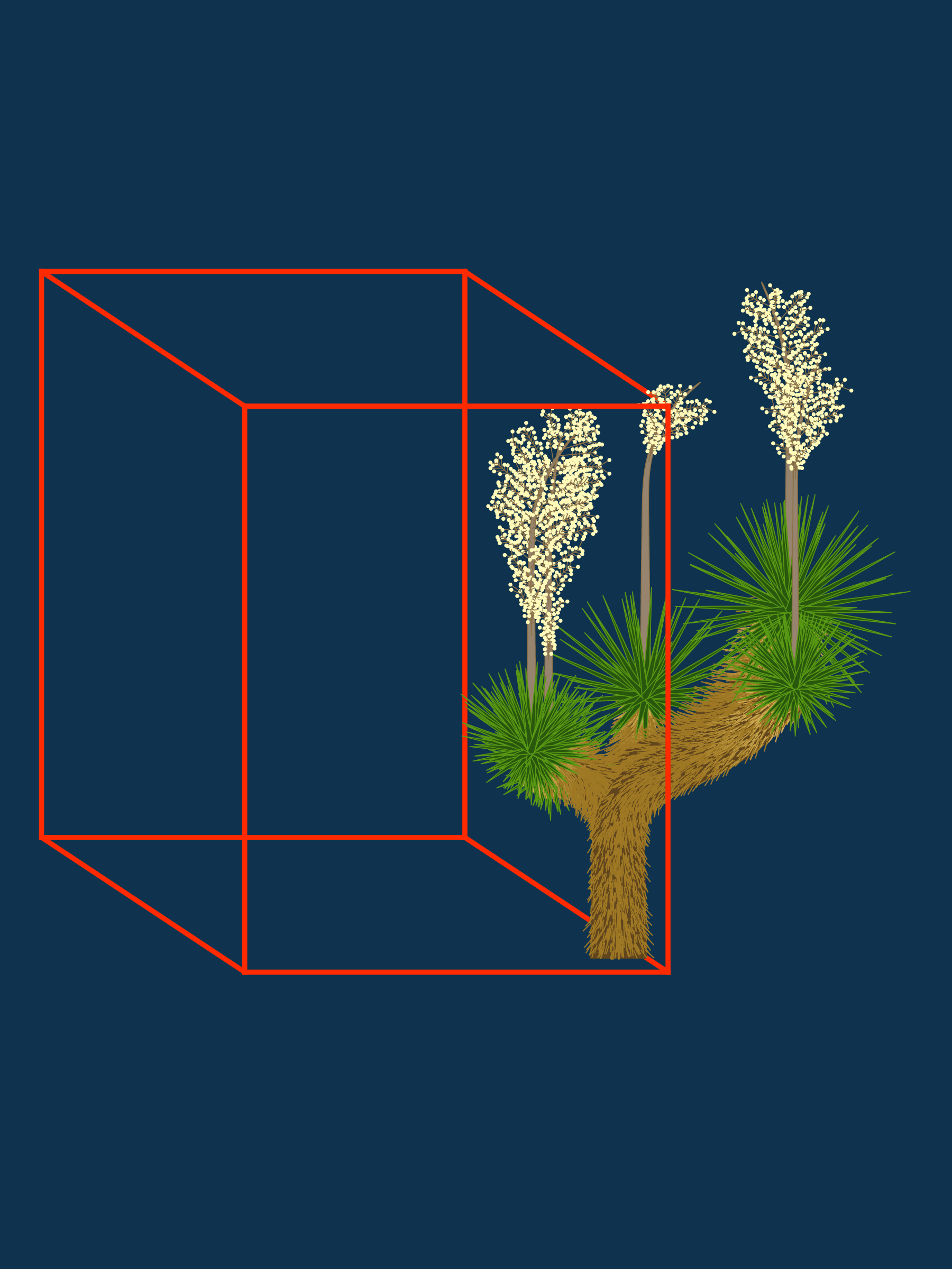 Marfa Yucca