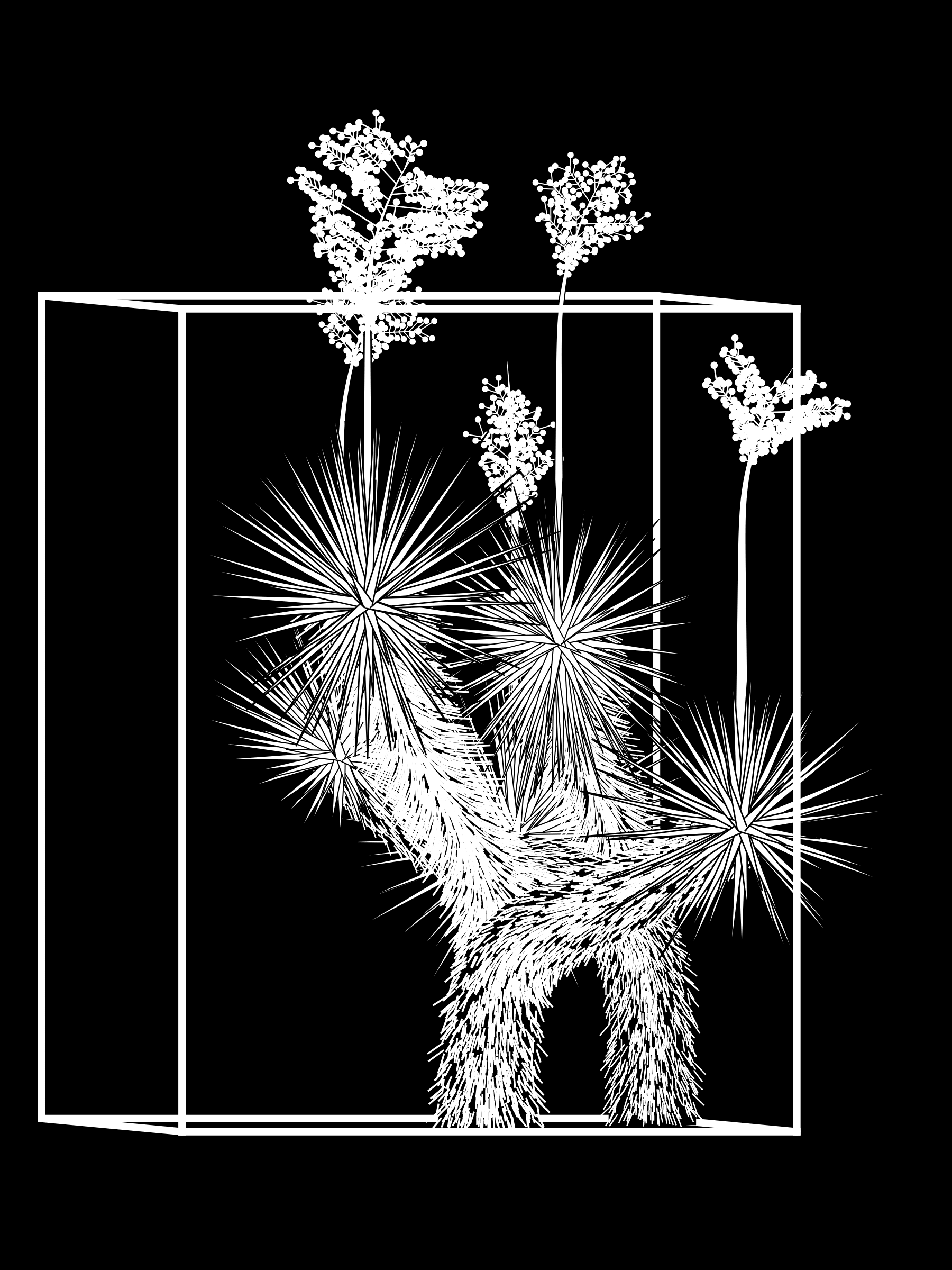 Featured token for: Marfa Yucca