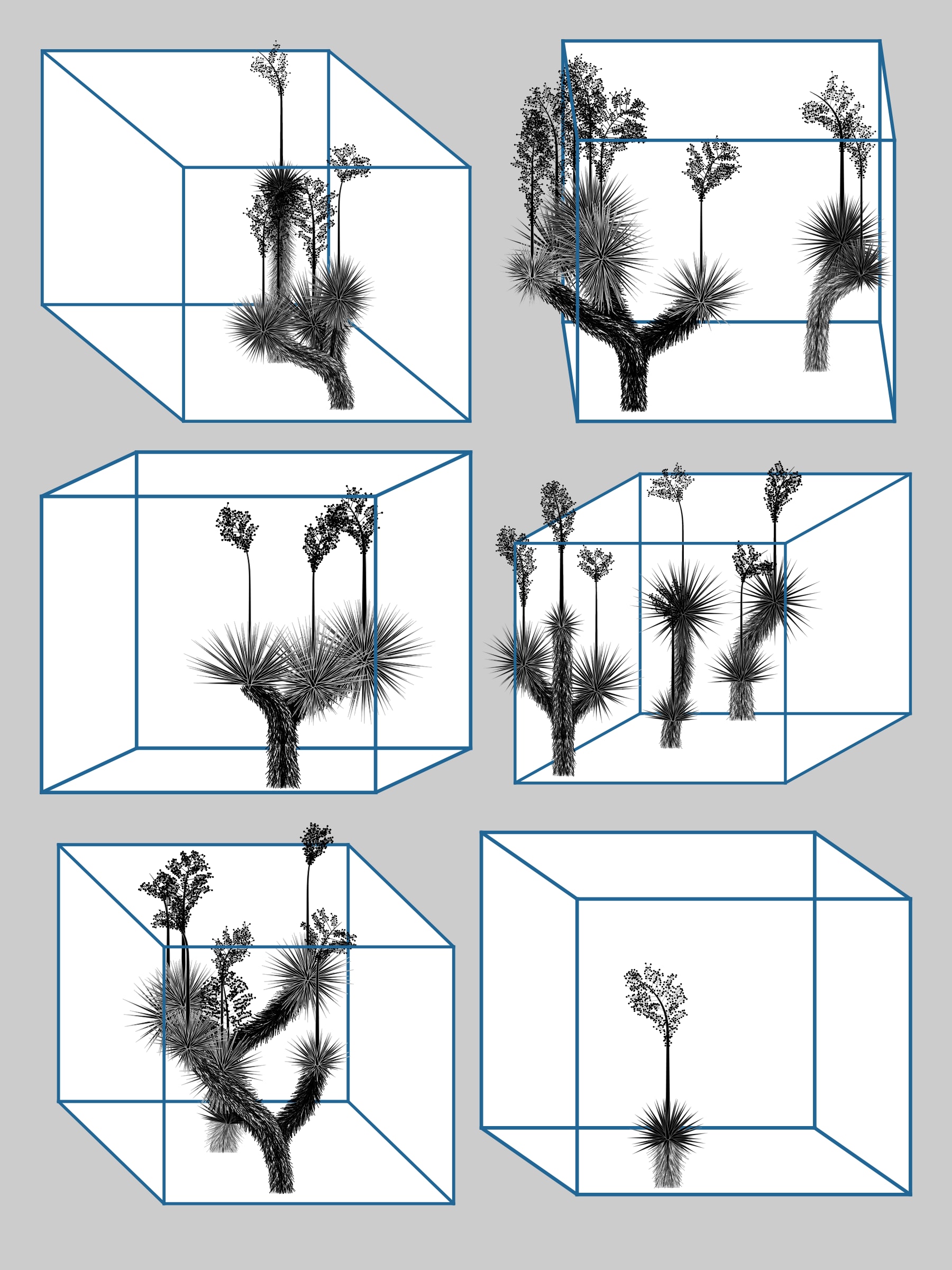 Marfa Yucca preview 5