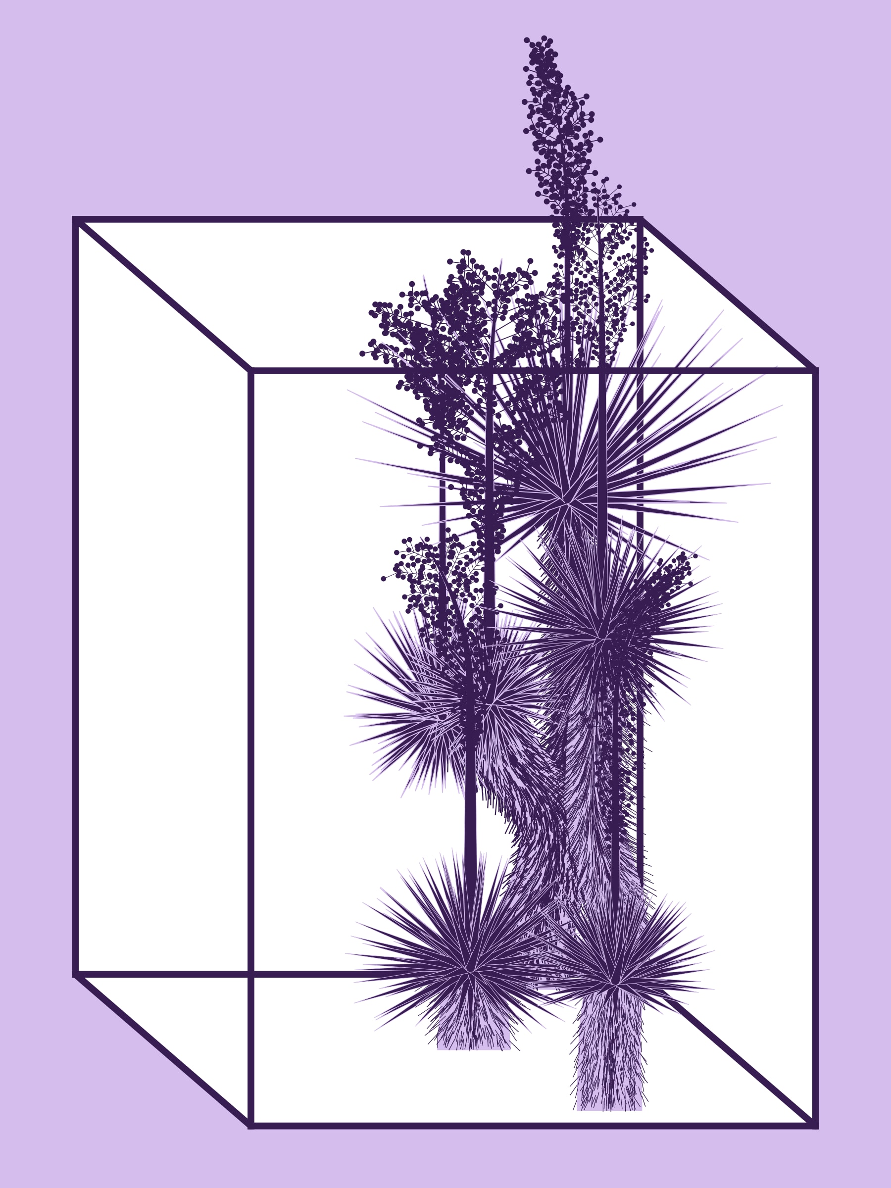 Marfa Yucca