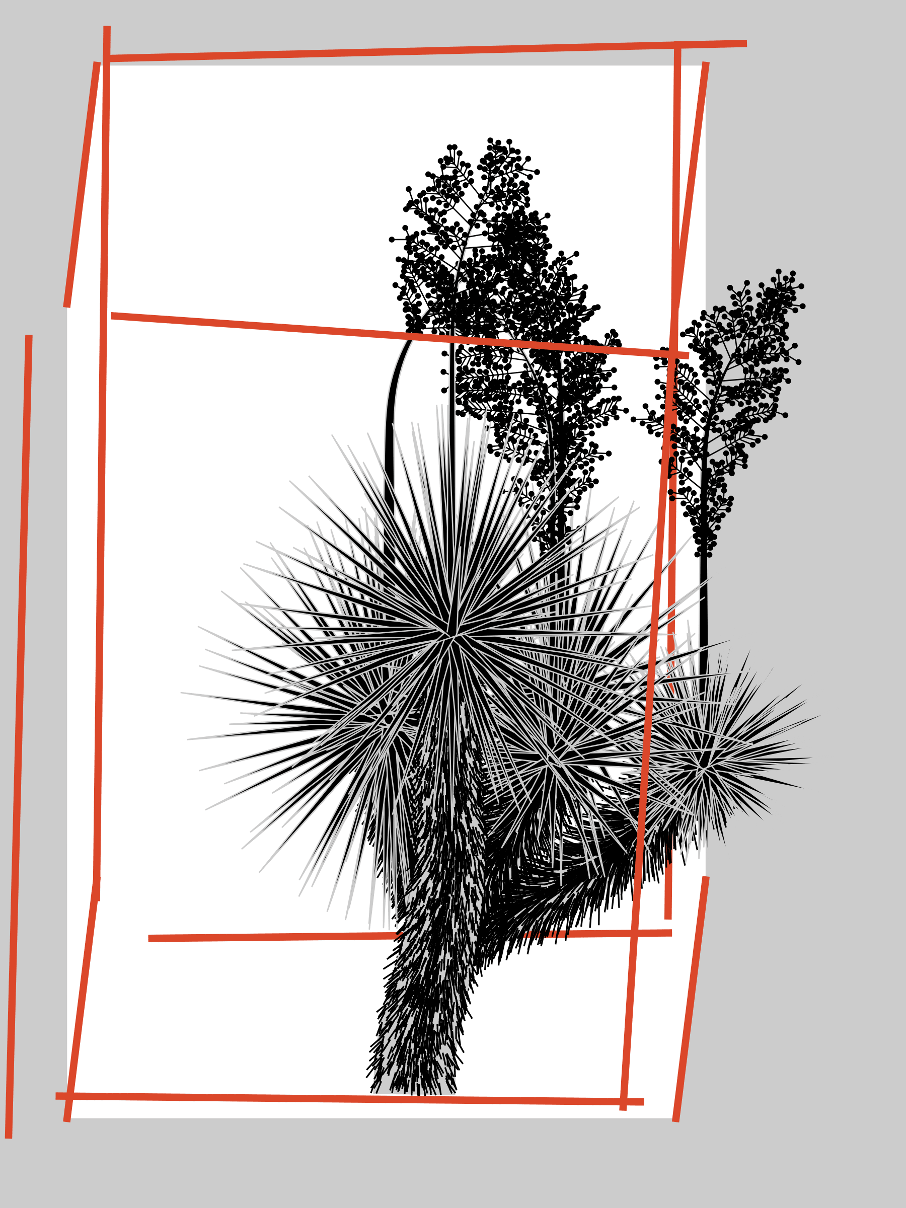 Marfa Yucca preview 6
